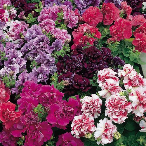 Petunia - Double