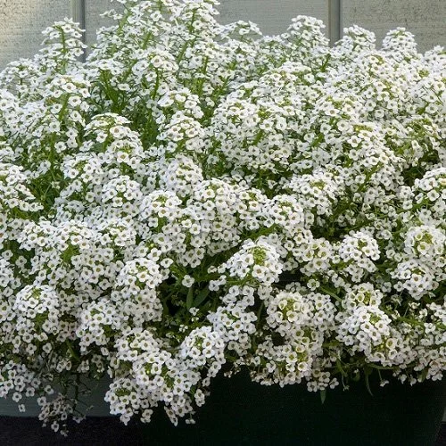 Alyssum