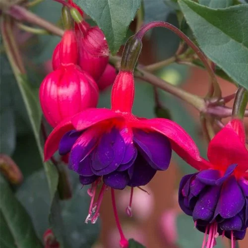 _0010_Fuscia - Bush.jpg