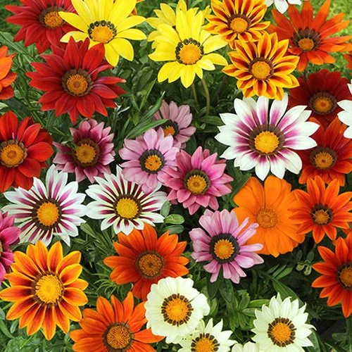 Gazania