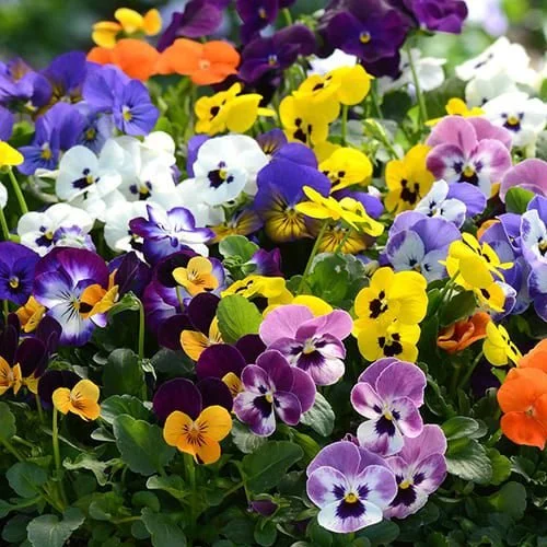 _0017_Violas.jpg