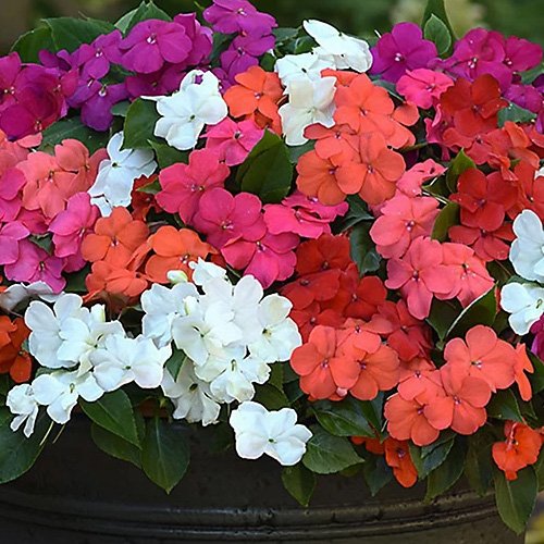 Impatiens (Busy Lizzie)