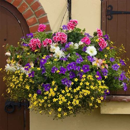Mixed hanging basket