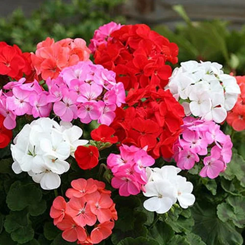 _0004_Zonal Geraniums.jpg
