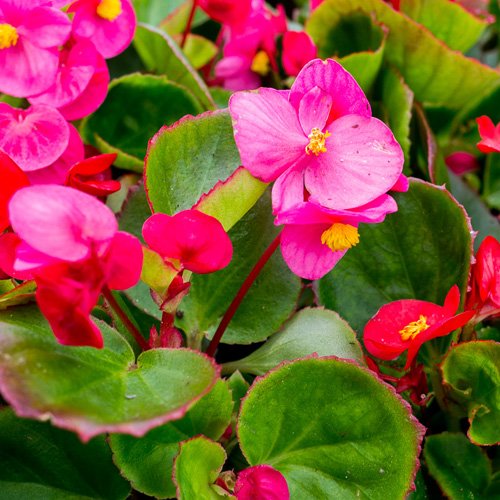 Begonia Semps Green Leaf