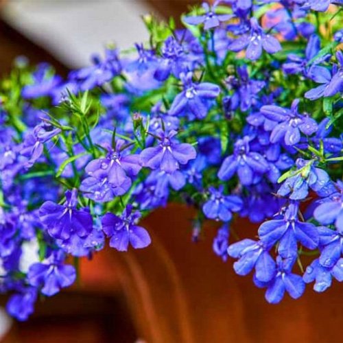Lobelia - Trailing