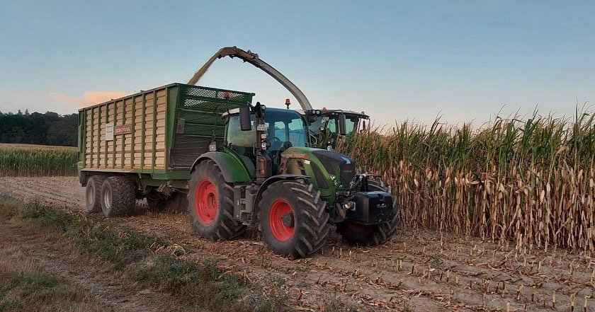 Mal ein paar Bilder mitten aus der 🌽 Ernte. #maisernte2022🌽 #claasjaguar950 #bergmannhäckselwagen #fendt722 #fendt824vario
