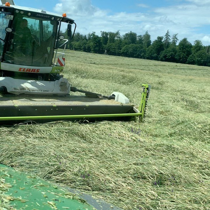Falls jemand das Motto „Lieber Lager als zu Mager“ verfolgt, und auch Gps häckseln will. Hier mal wie es aussieht, wie unser Schneidwerk mit Lagerbeständen umgehen kann. #claas #claasjaguar950 #lagerbestände #lieberlagerals