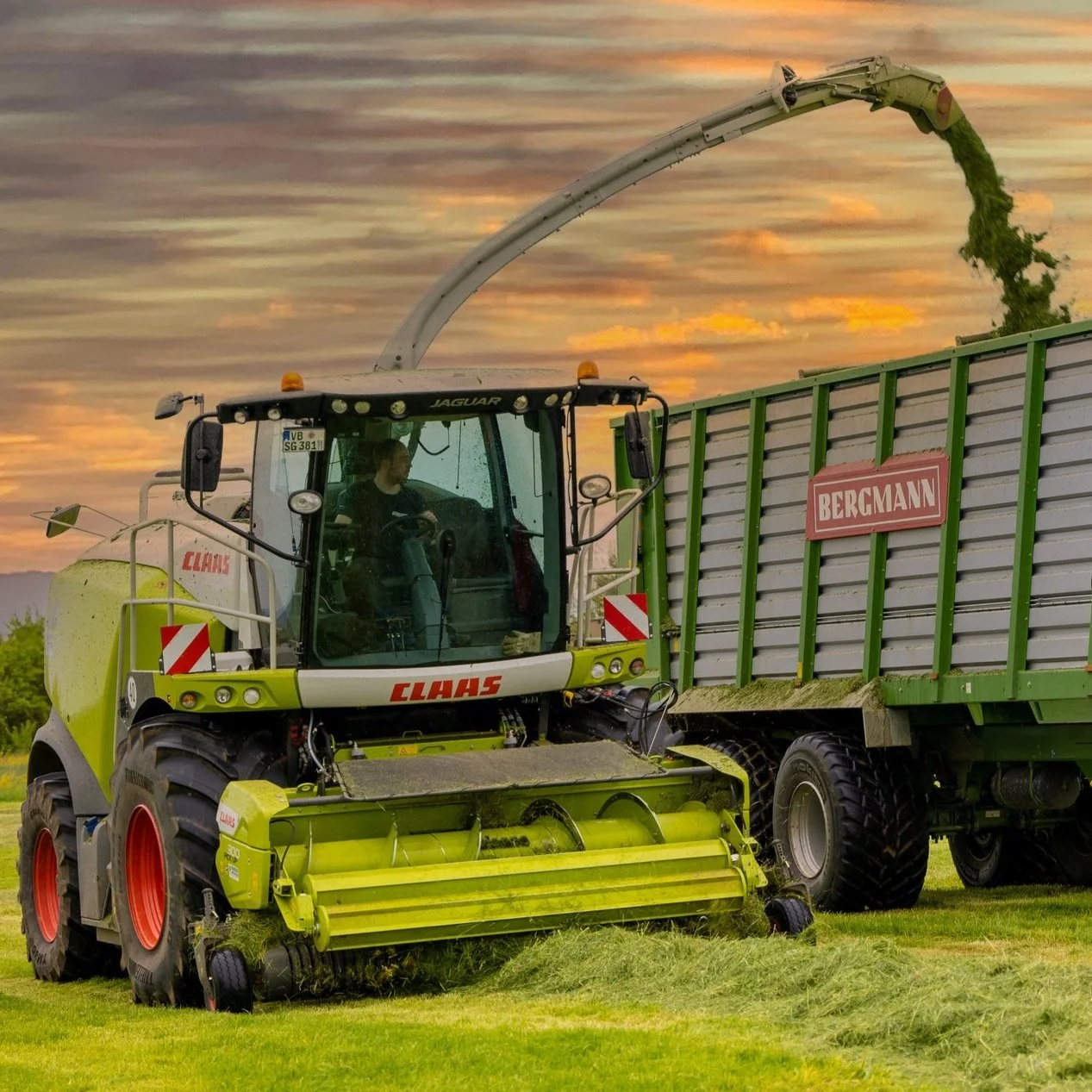 Ein Claas-Jaguar-Ernter bearbeitet ein Feld und lädt Gras in einen Bergmann-Anhänger bei Sonnenuntergang.