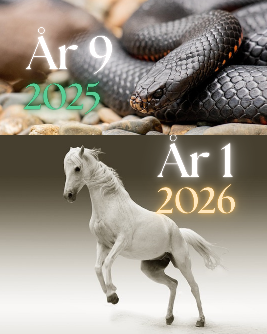 En slange som representerer slangens år i 2025 og 9 som står for avslutning. Den hvite hesten representerer hestens år i 2026 som er år 1 i nummerologien.