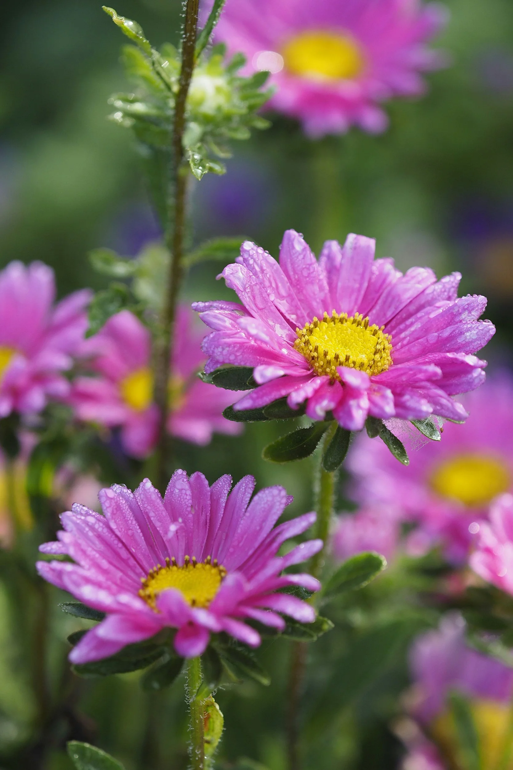 Close-up of pink daisies with yellow centers and dew-covered petals in a garden setting.
