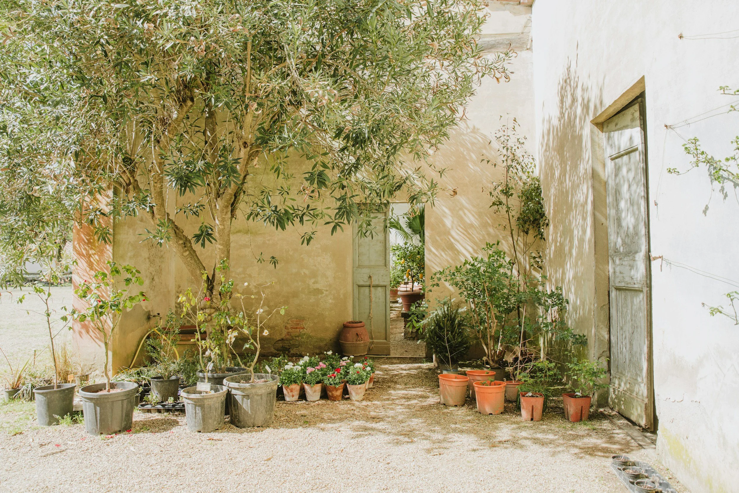Sunlit courtyard with potted plants and trees, old open doors, and a gravel ground.