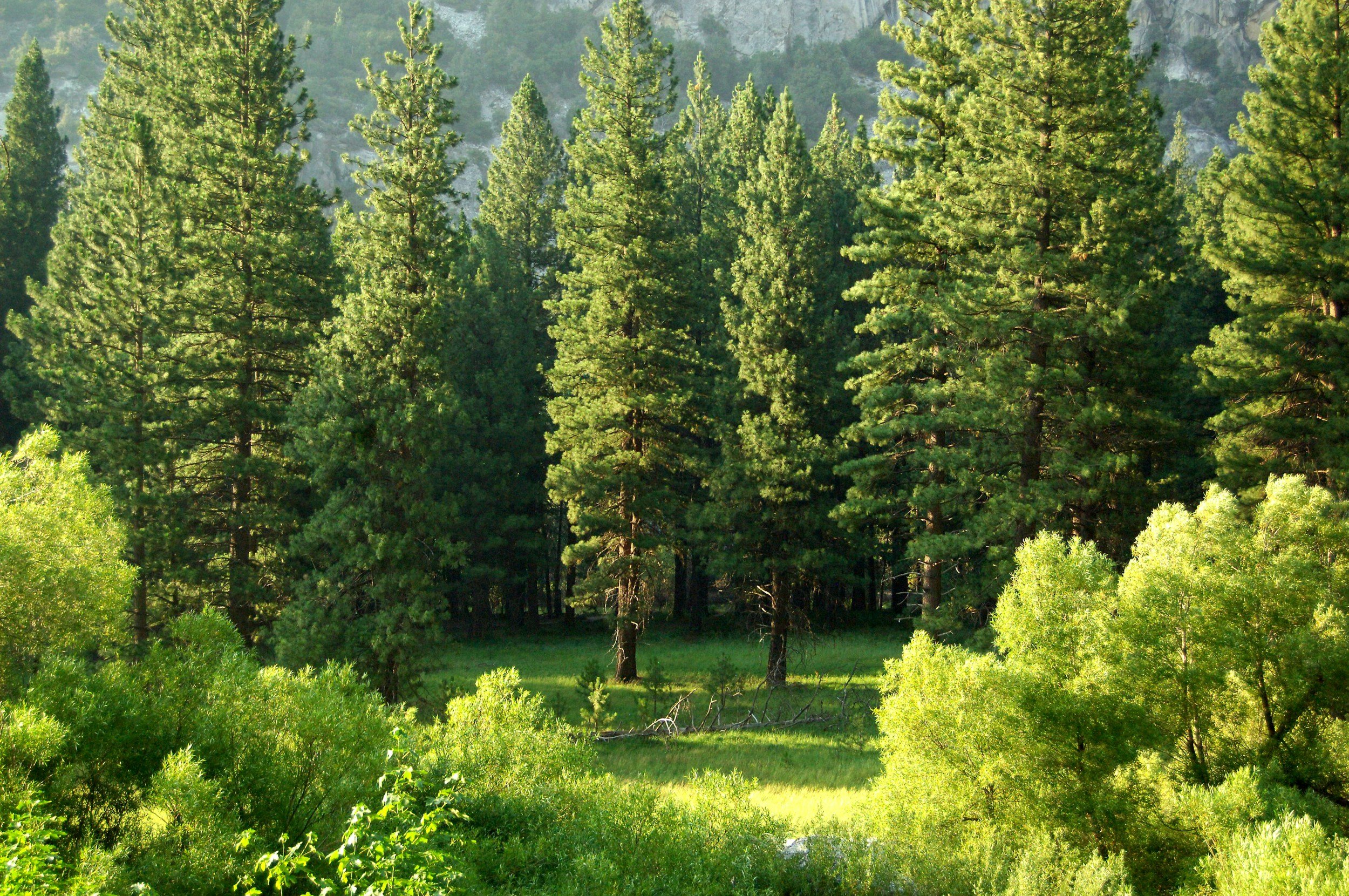 A forest scene with tall pine trees and lush green shrubs and grass in the foreground.