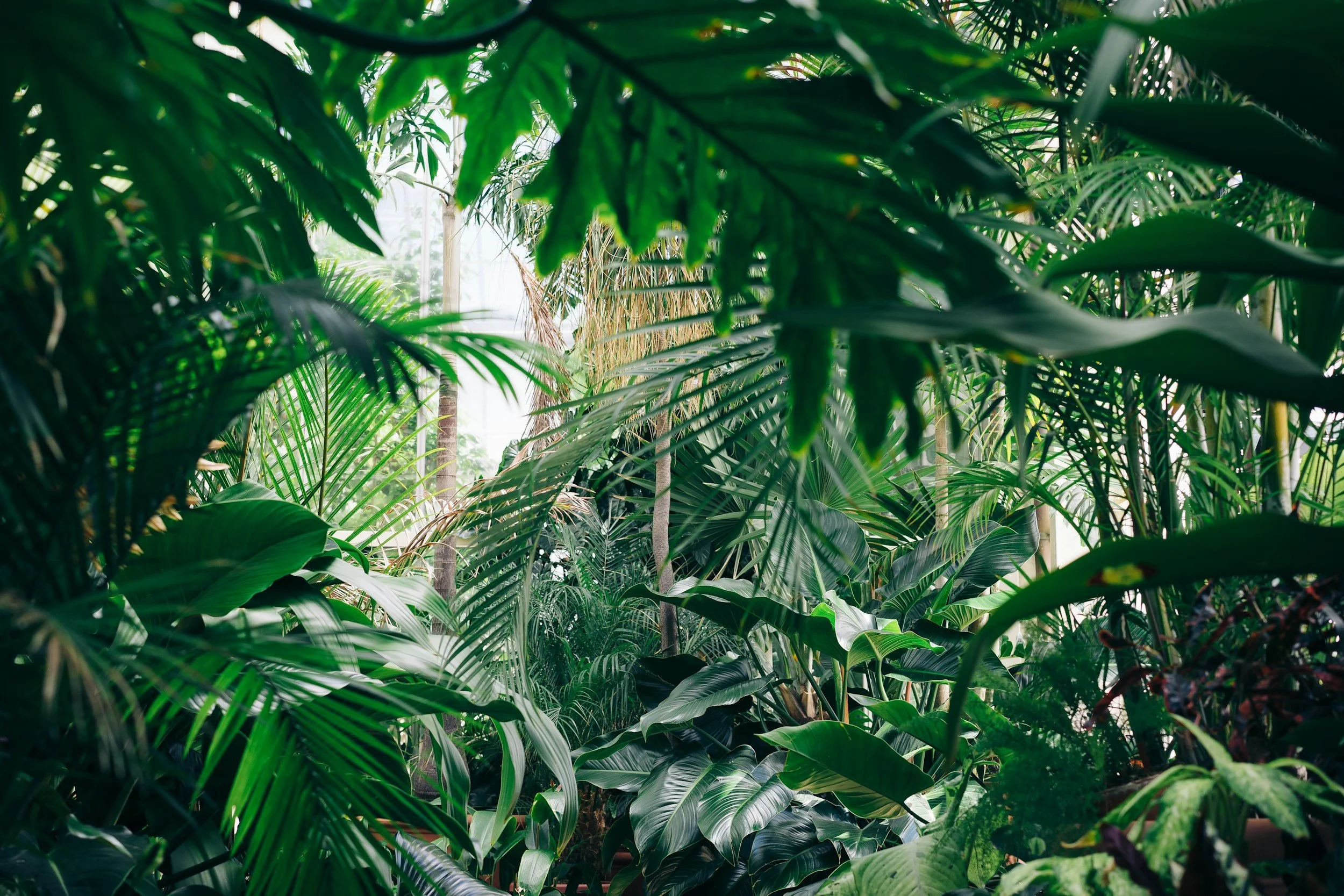 Lush green tropical plants in a greenhouse with sunlight filtering through the leaves.