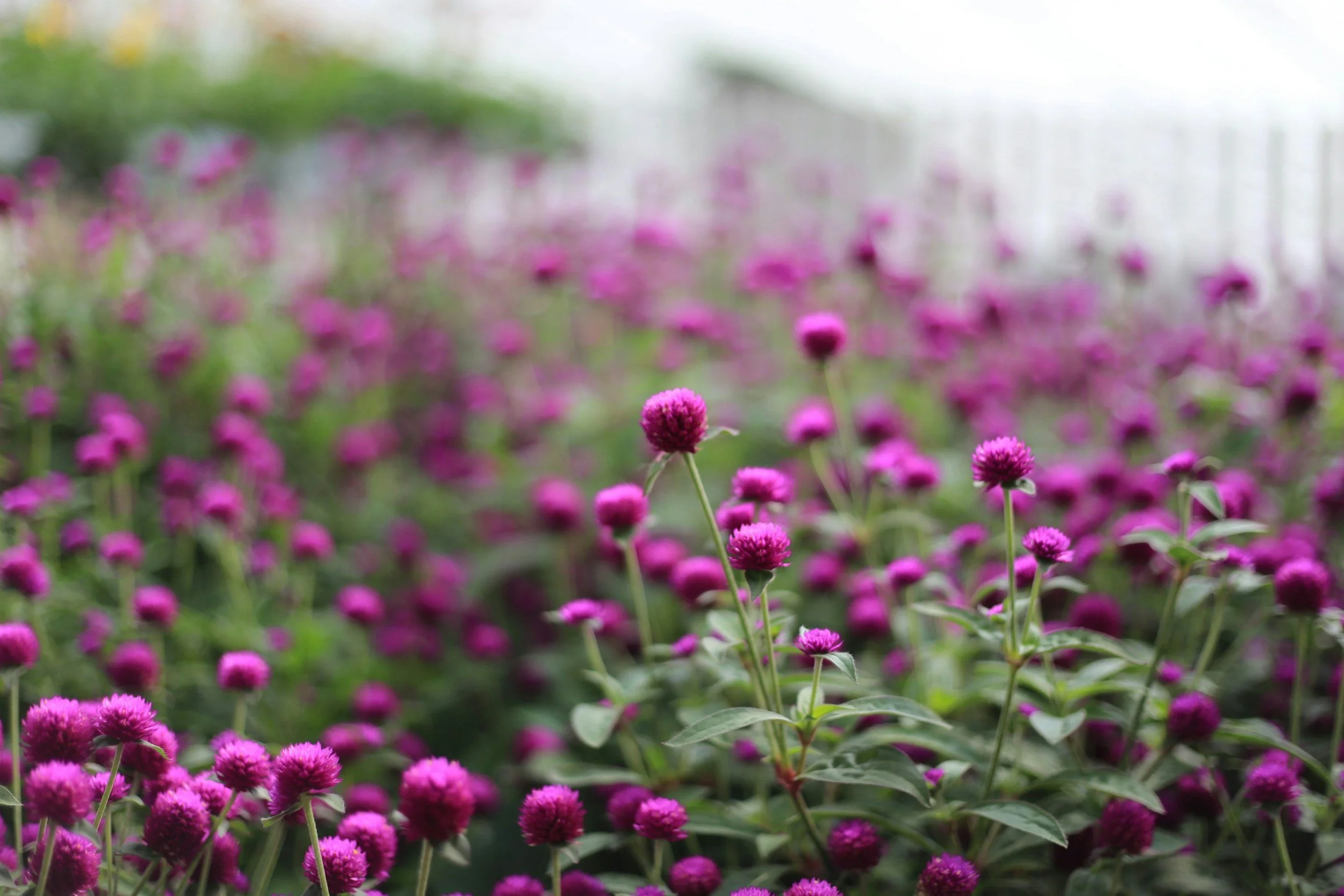 Field of vibrant pink and purple globe amaranth flowers in a garden.