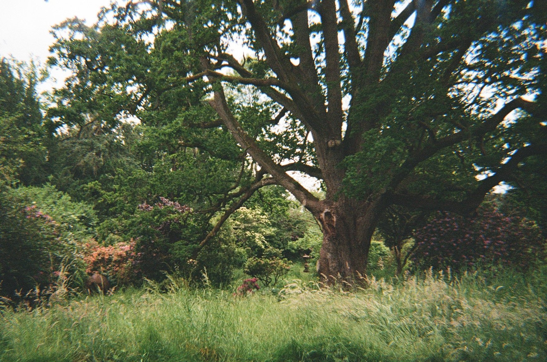 Large tree with thick trunk and sprawling branches in a lush, green garden with surrounding shrubs and tall grass.