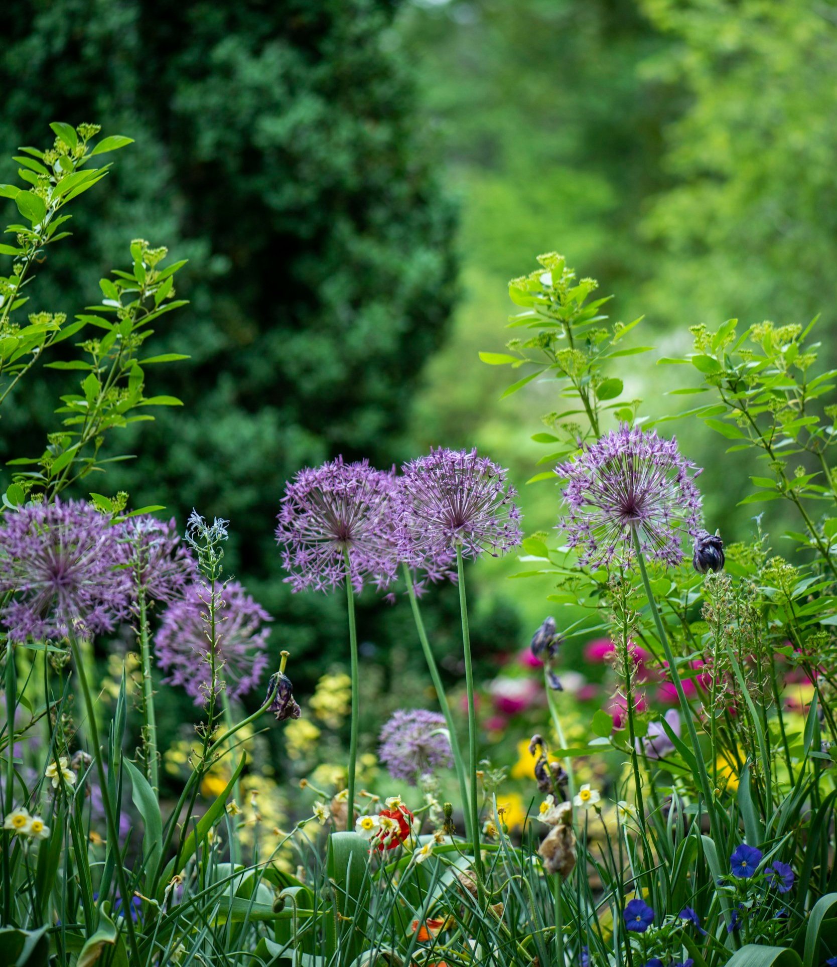 Vibrant garden with purple allium flowers and lush greenery