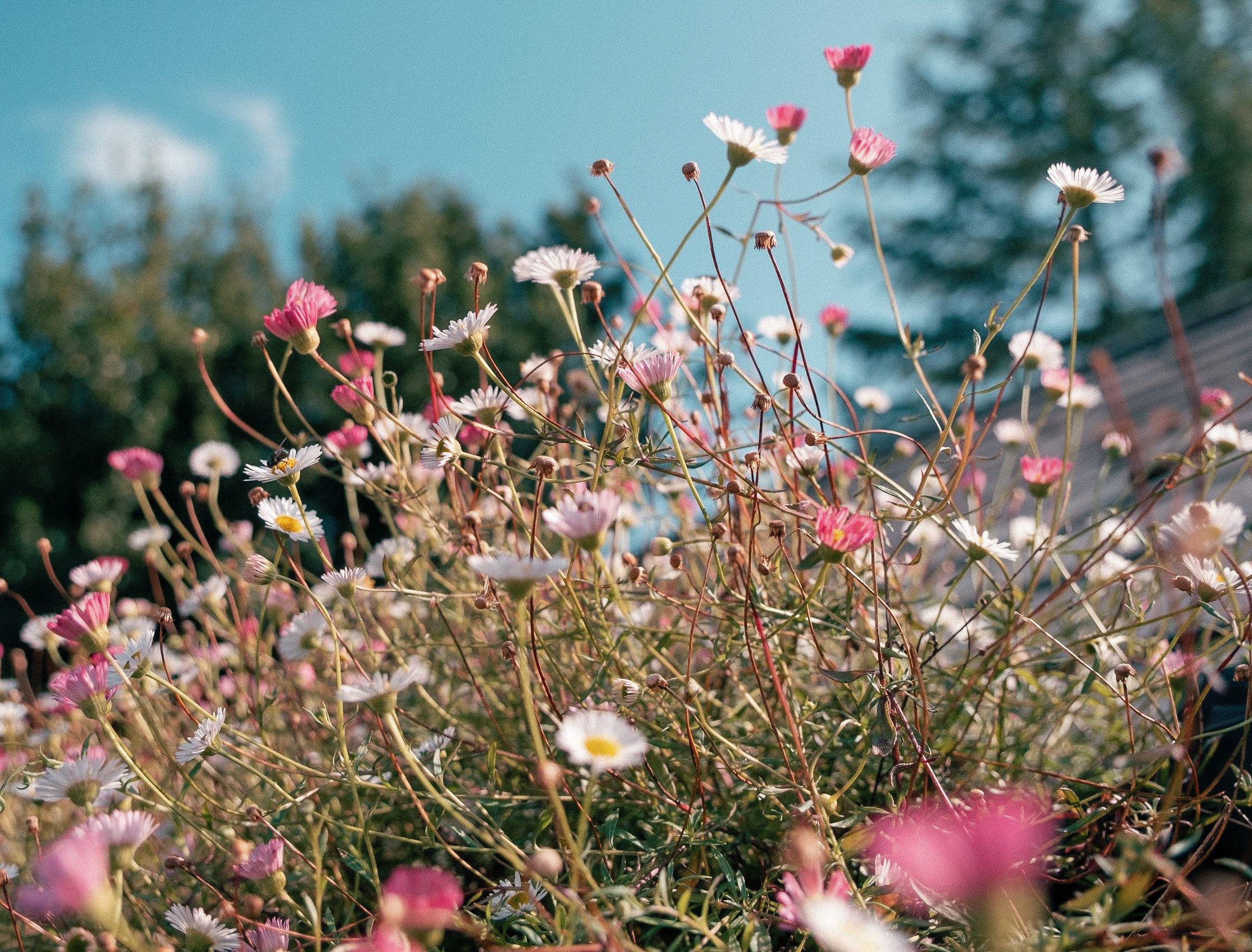 A close-up of wildflowers with white and pink petals against a blue sky background.
