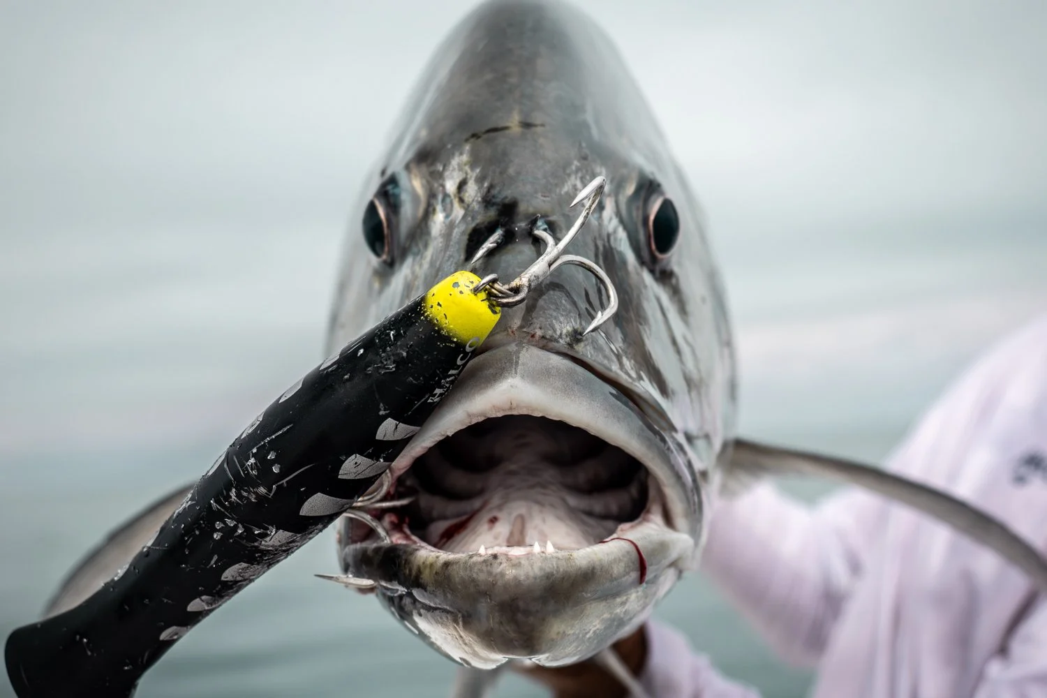 Giant Trevally caught on Topwater Halco Haymaker popper with Peak Sportfishing, Exmouth, Western Australia