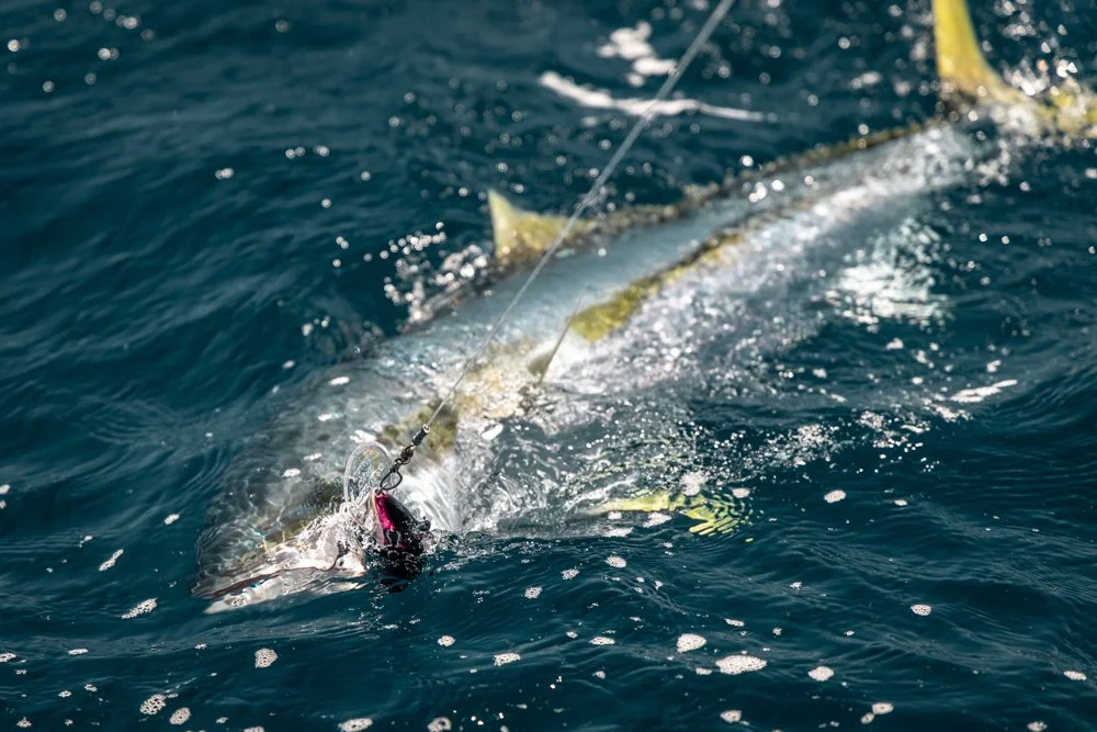 Yellowtail Kingfish on the surface caught on a trolled Halco Laserpro 210DD