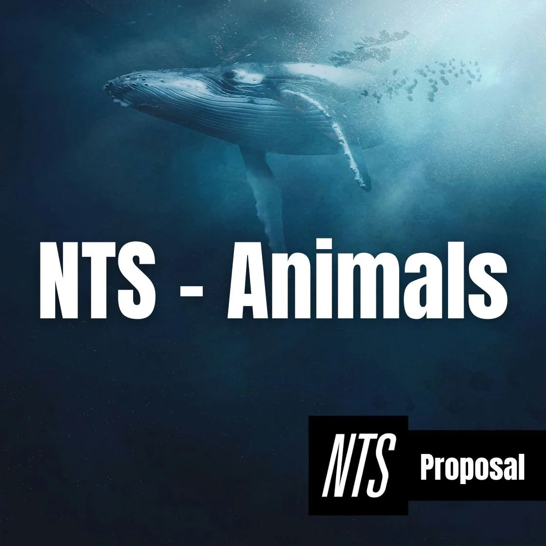 NTS - Animals