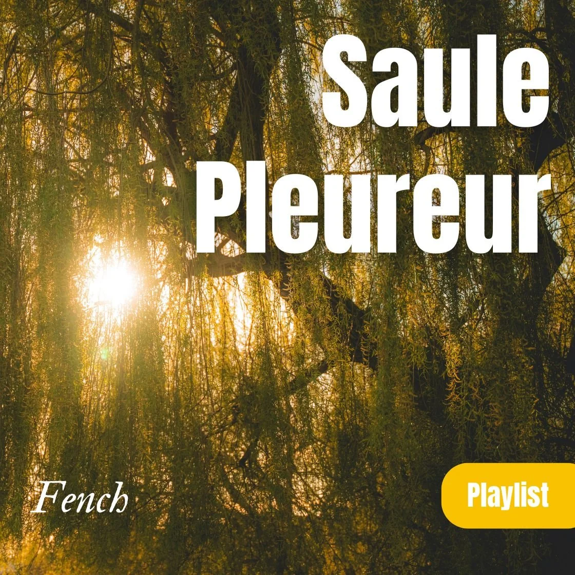 Saule Pleureur