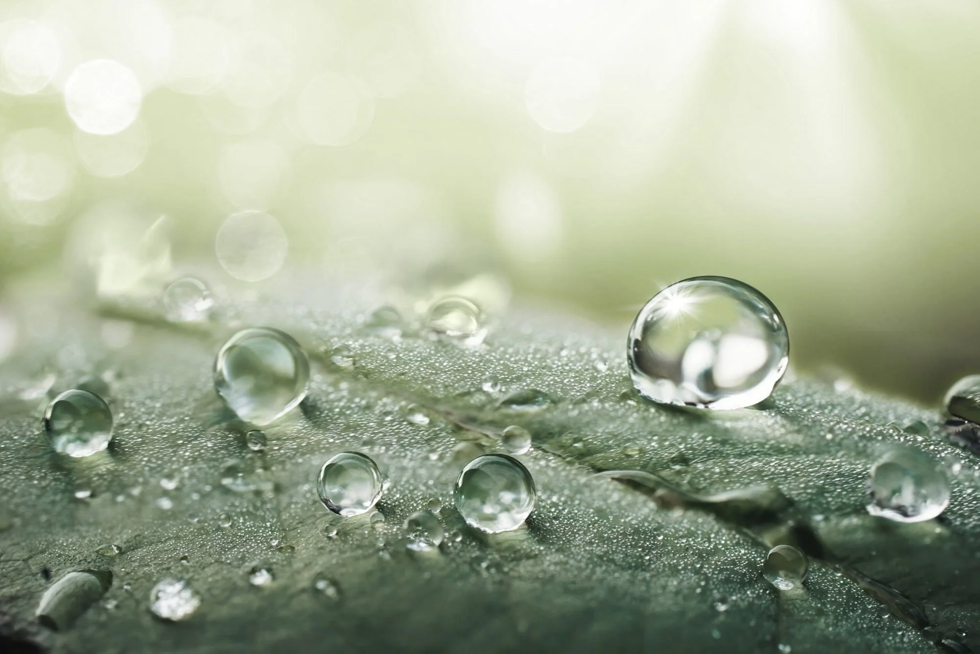 droplets on a leaf to represent mindful spa rituals