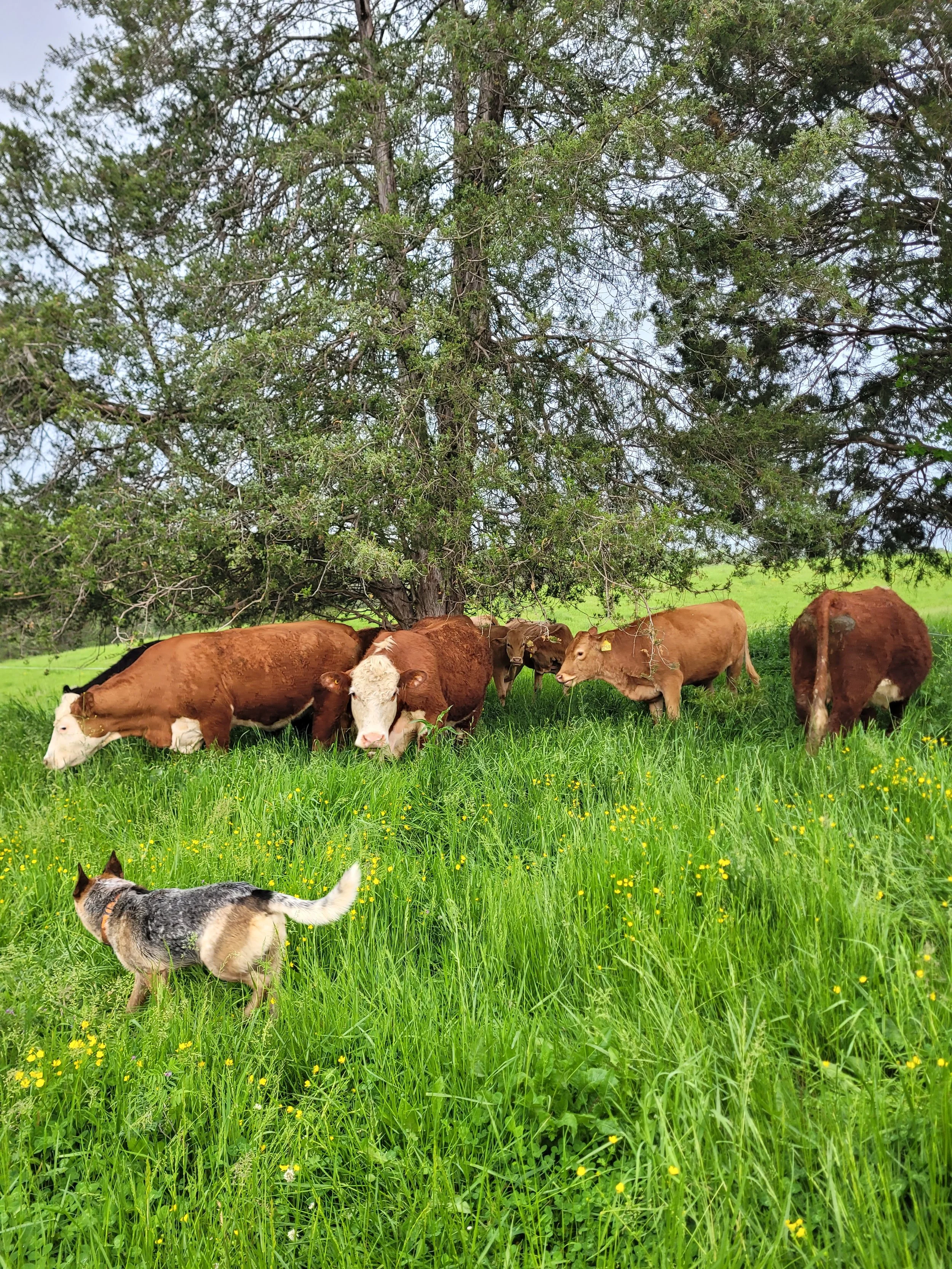 What’s the Buzz with Rotational Grazing?