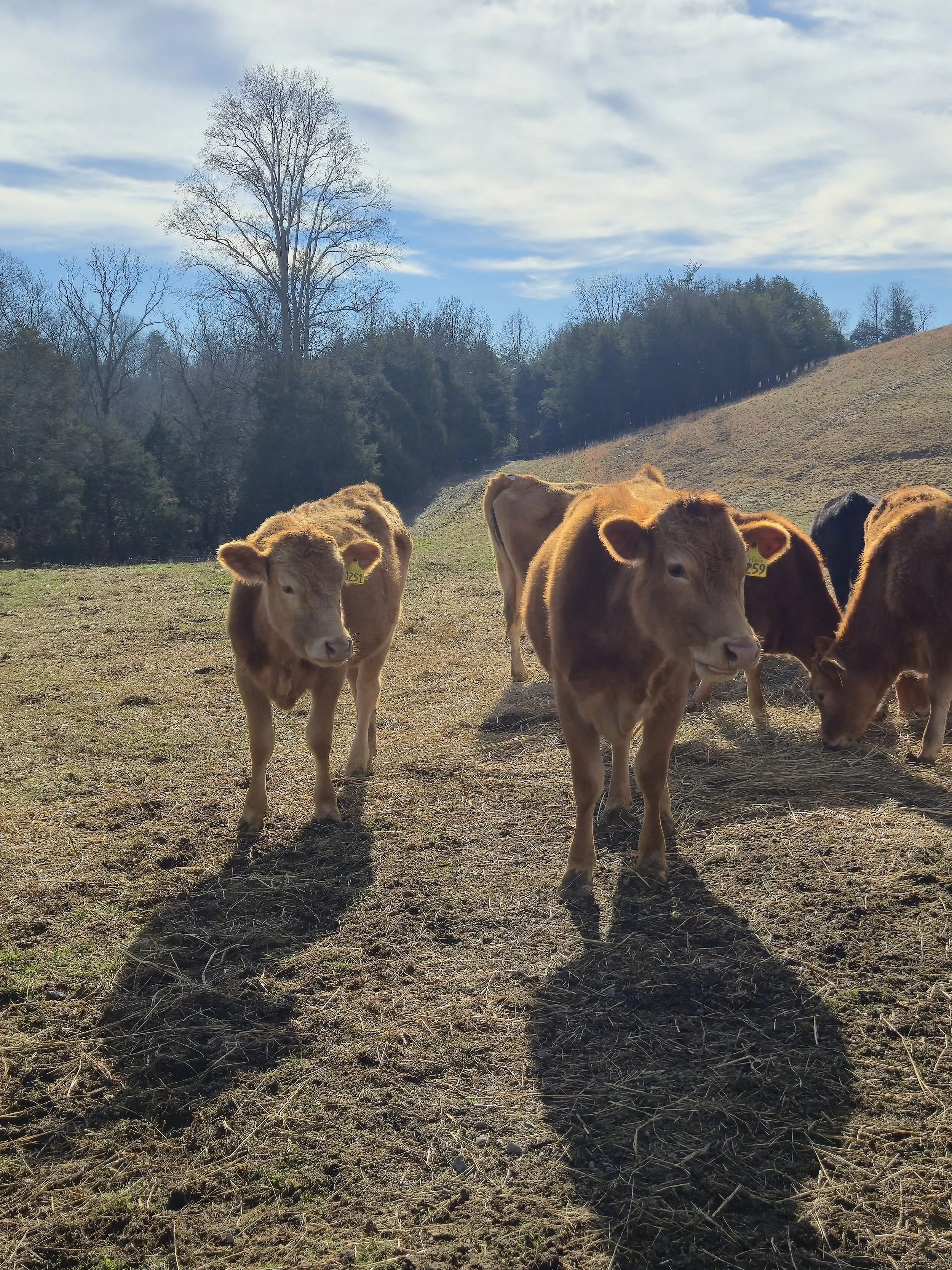 Several young calves standing on a grassy field with trees and a cloudy sky in the background.