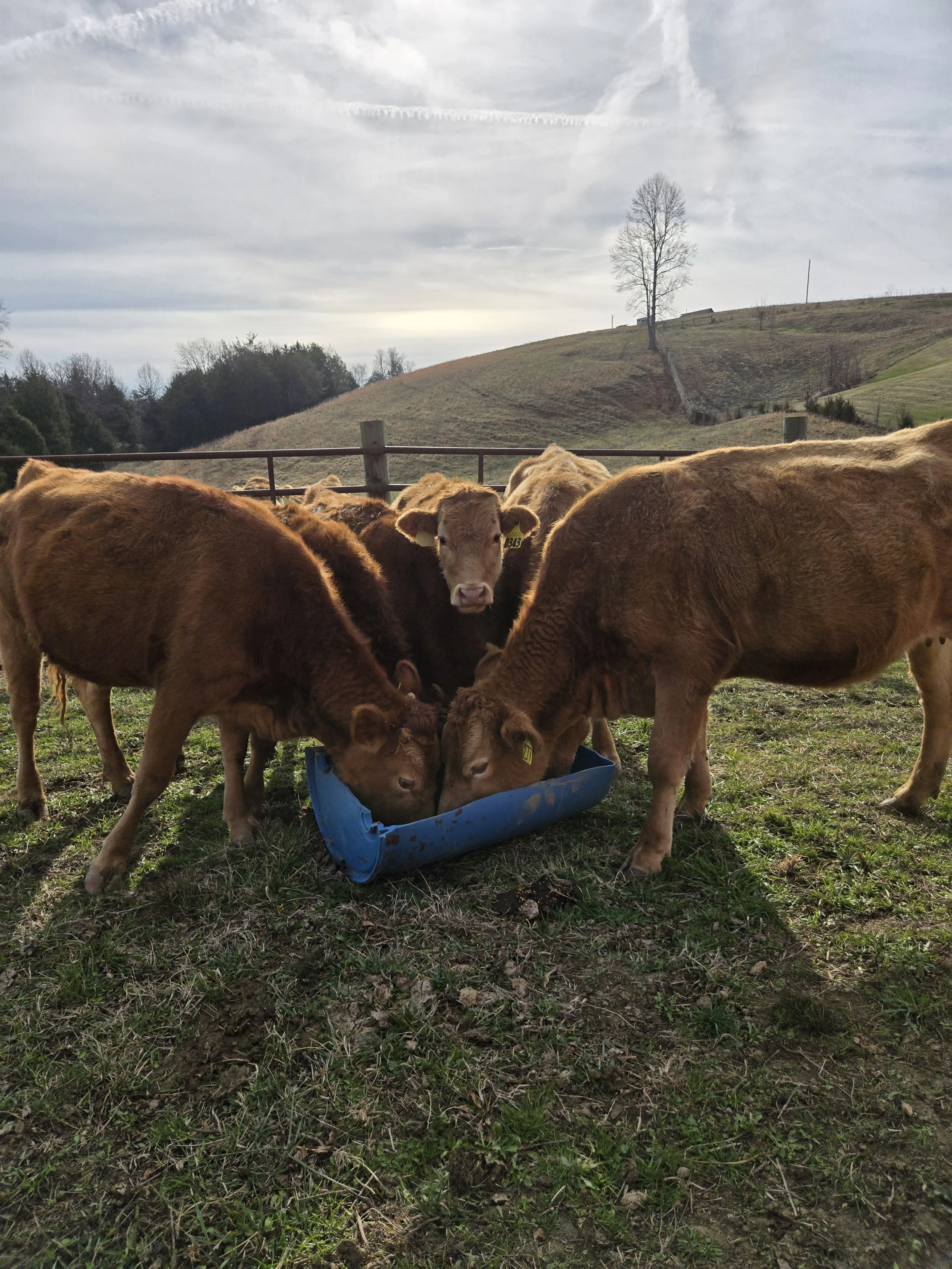 Group of calves eating from a blue feeder on a grassy field with hills and a tree in the background on a cloudy day.