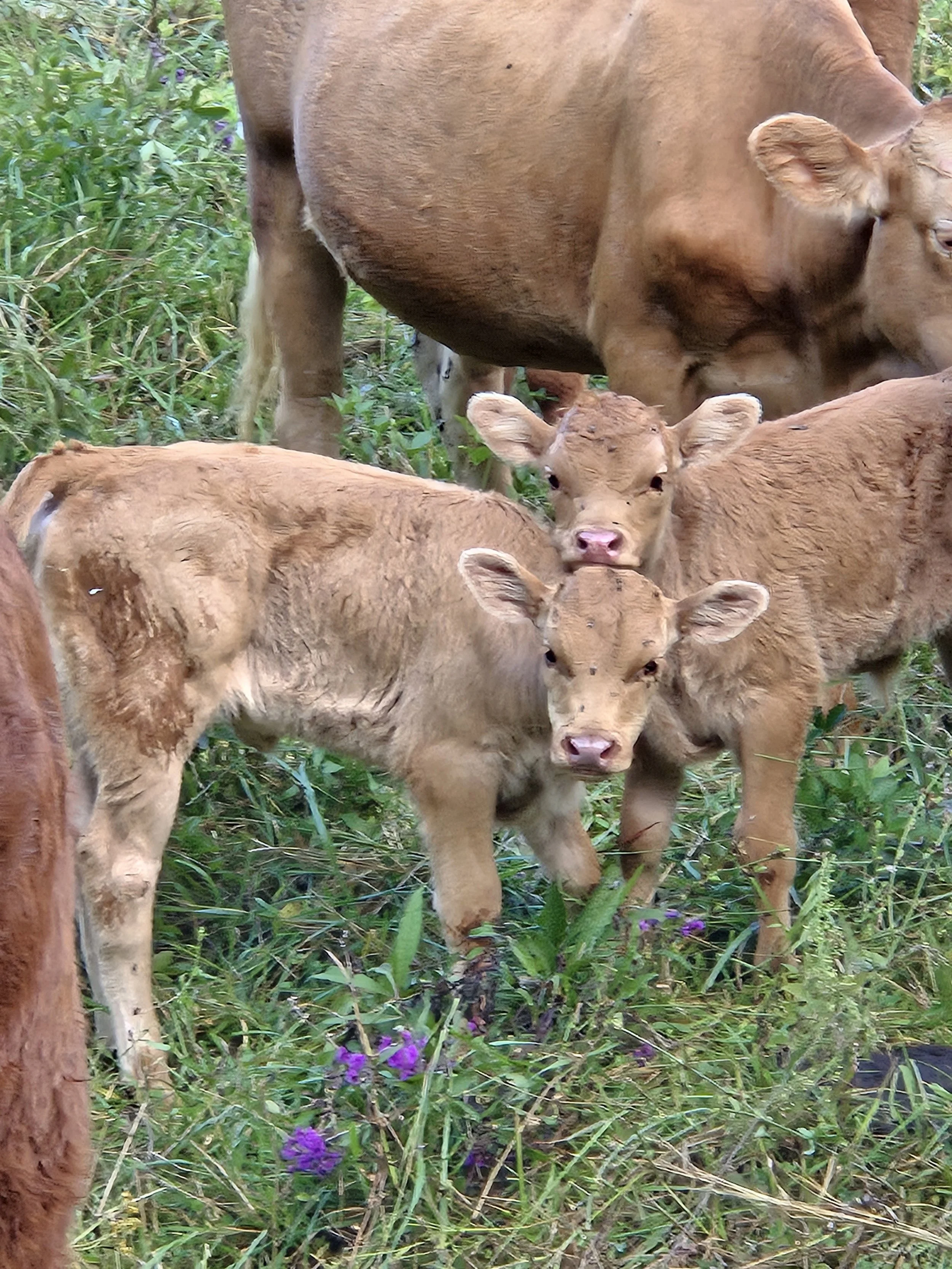 Baby calves standing among tall grass and purple flowers near a larger cow in a green pasture.