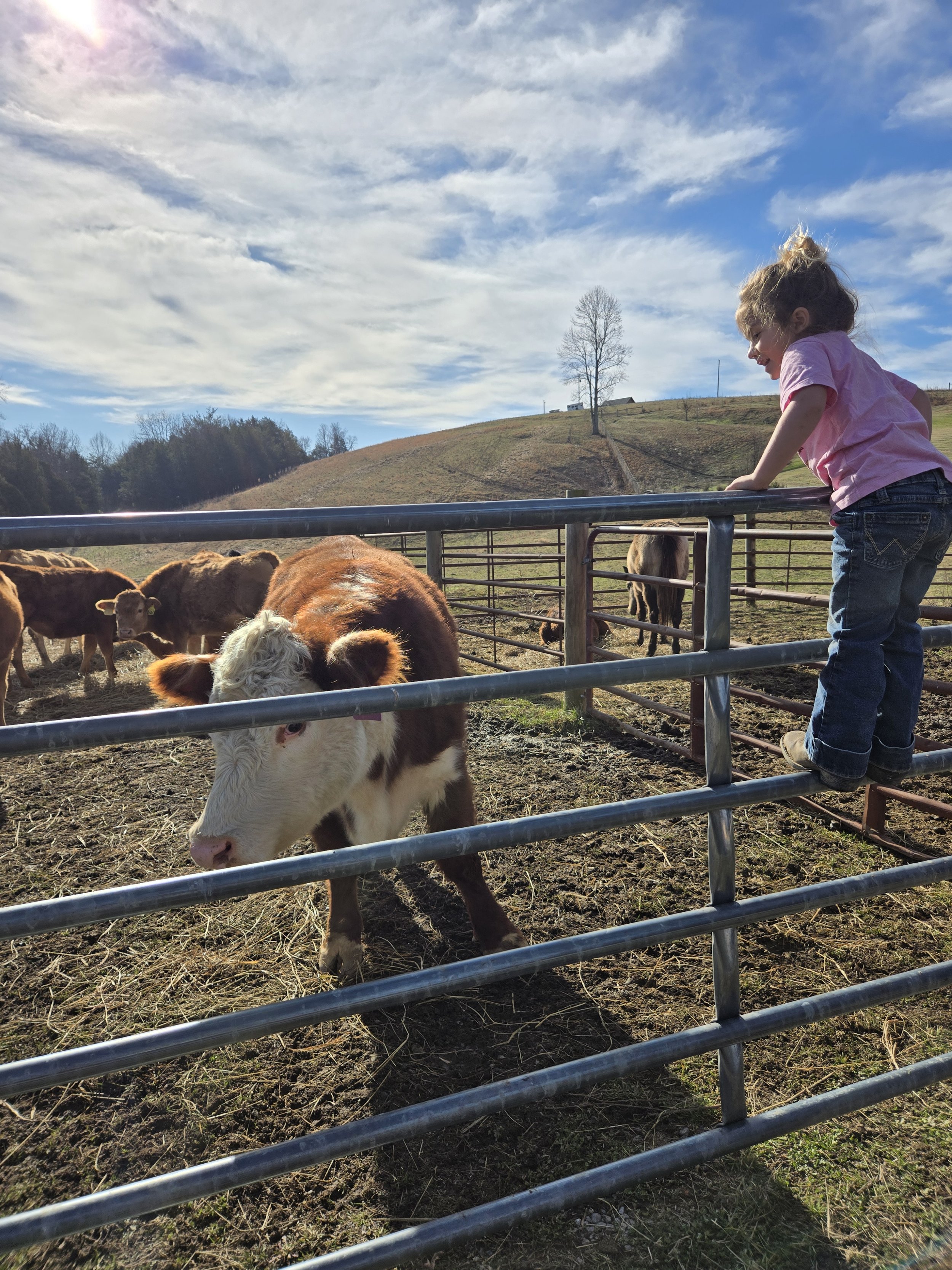A young girl in a pink shirt and blue jeans standing on a metal fence ledge, leaning over to look at a calf inside a fenced pasture on a sunny day with a partly cloudy sky and a hillside in the background.