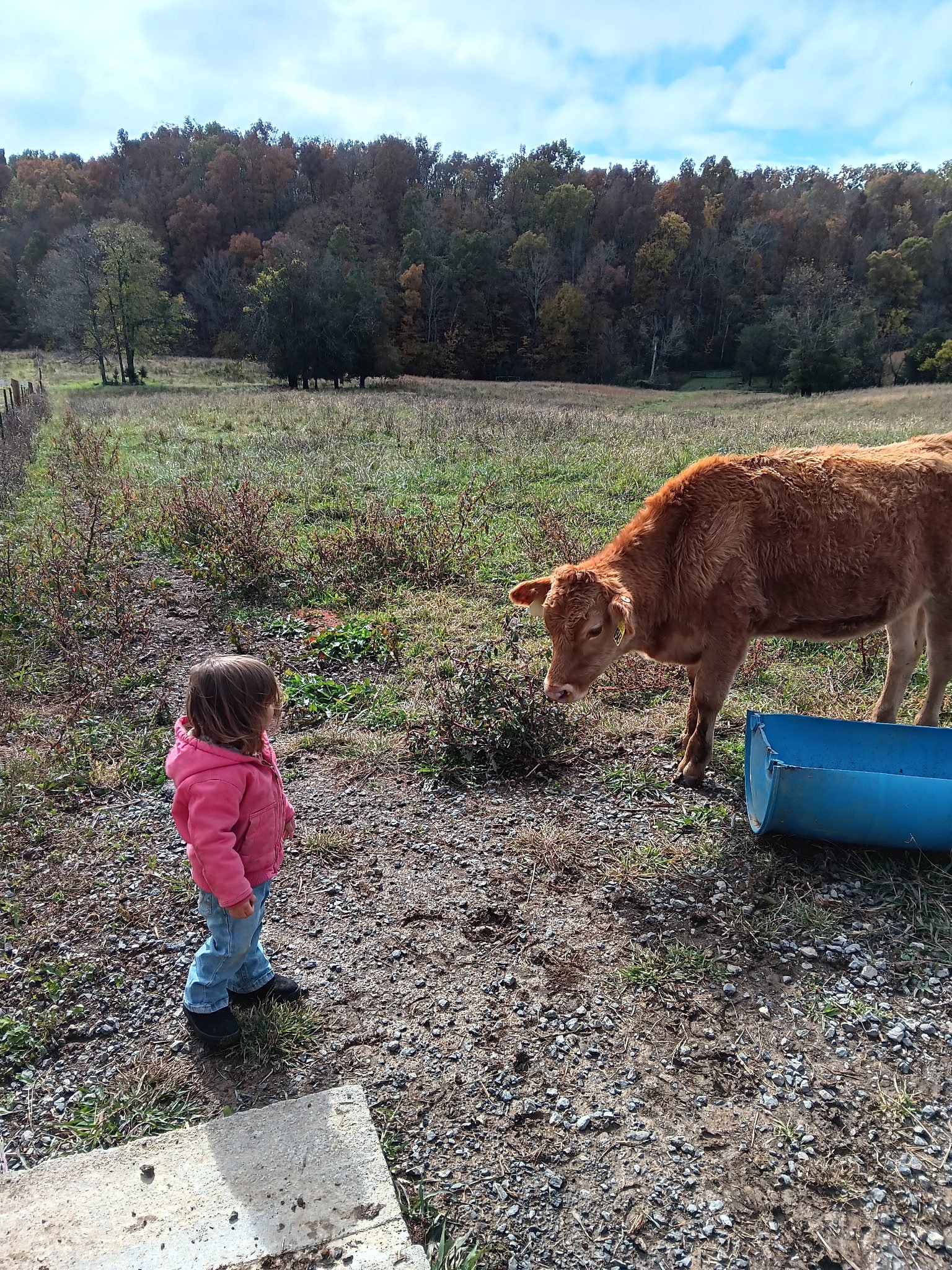 A young girl in a pink jacket standing on dirt and gravel while looking at a brown cow in a rural field surrounded by trees.