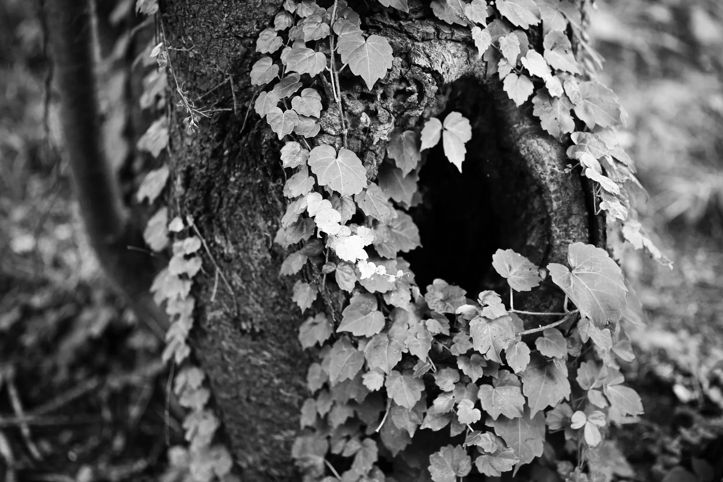 The Hollow Belly &amp; The Abandoned One Within.&nbsp;