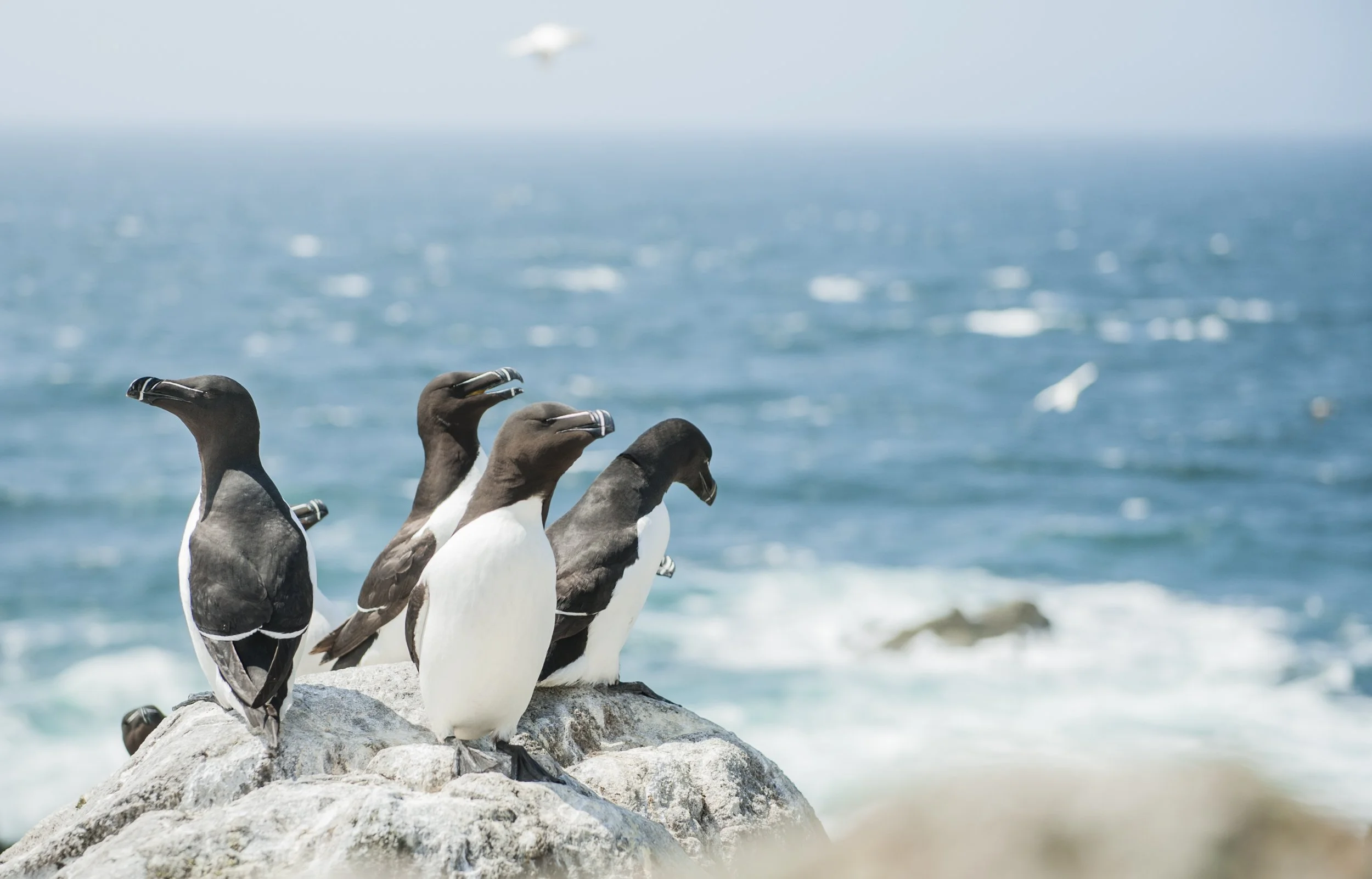 Tom_Mason_June 16, 2017-Irish Seabirds 1-DSC_7105.jpg