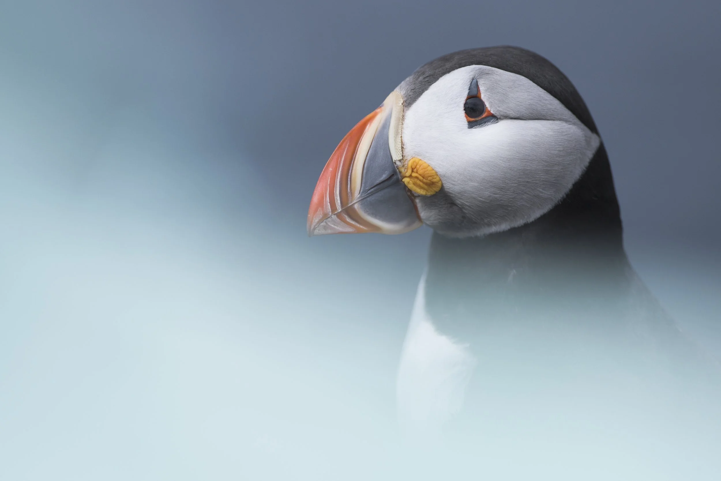 Tom_Mason_May 27, 2015-Farnes-DSC_6815.jpg