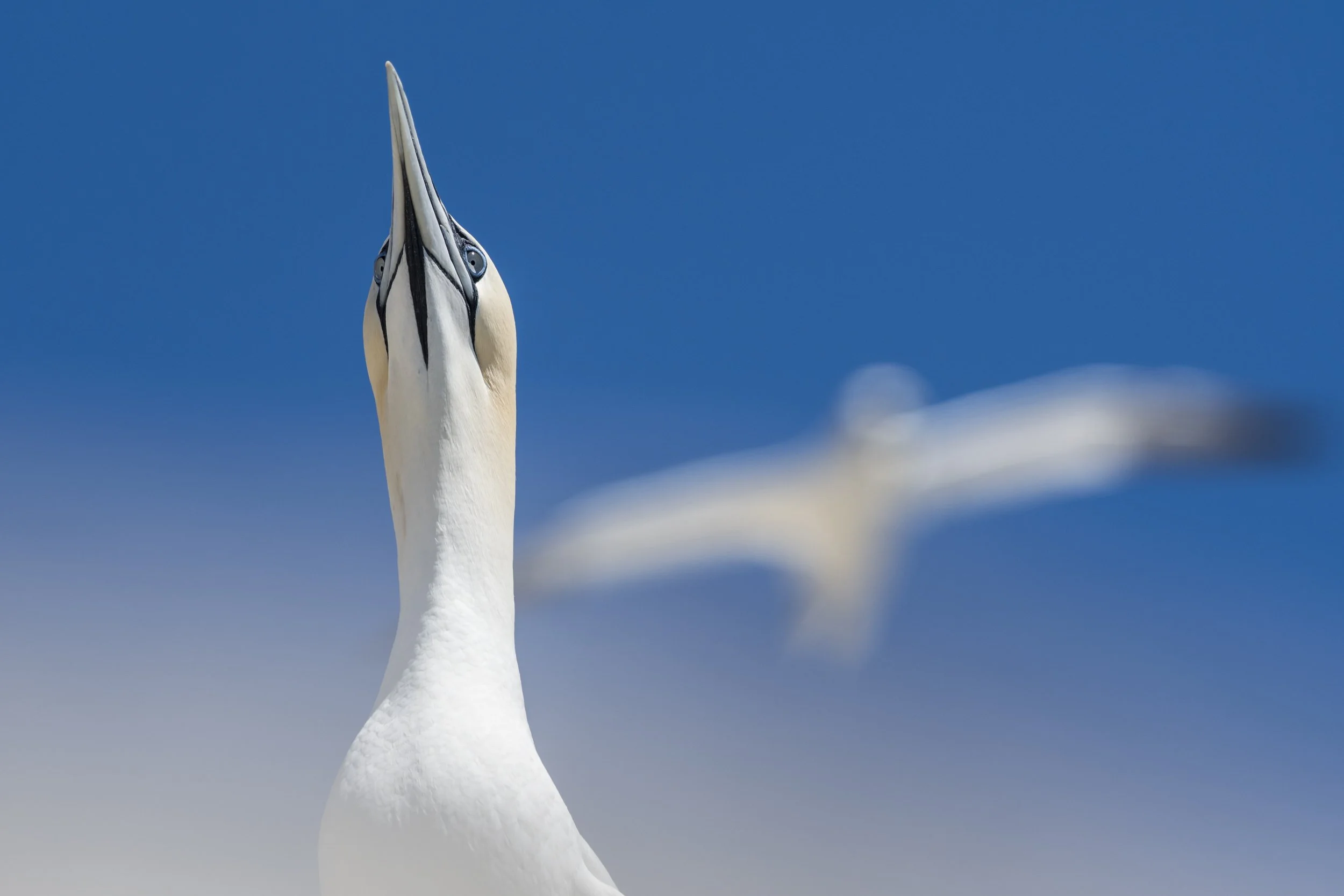 Tom_Mason_June 18, 2017-Irish Seabirds 1-_DSC2205.jpg