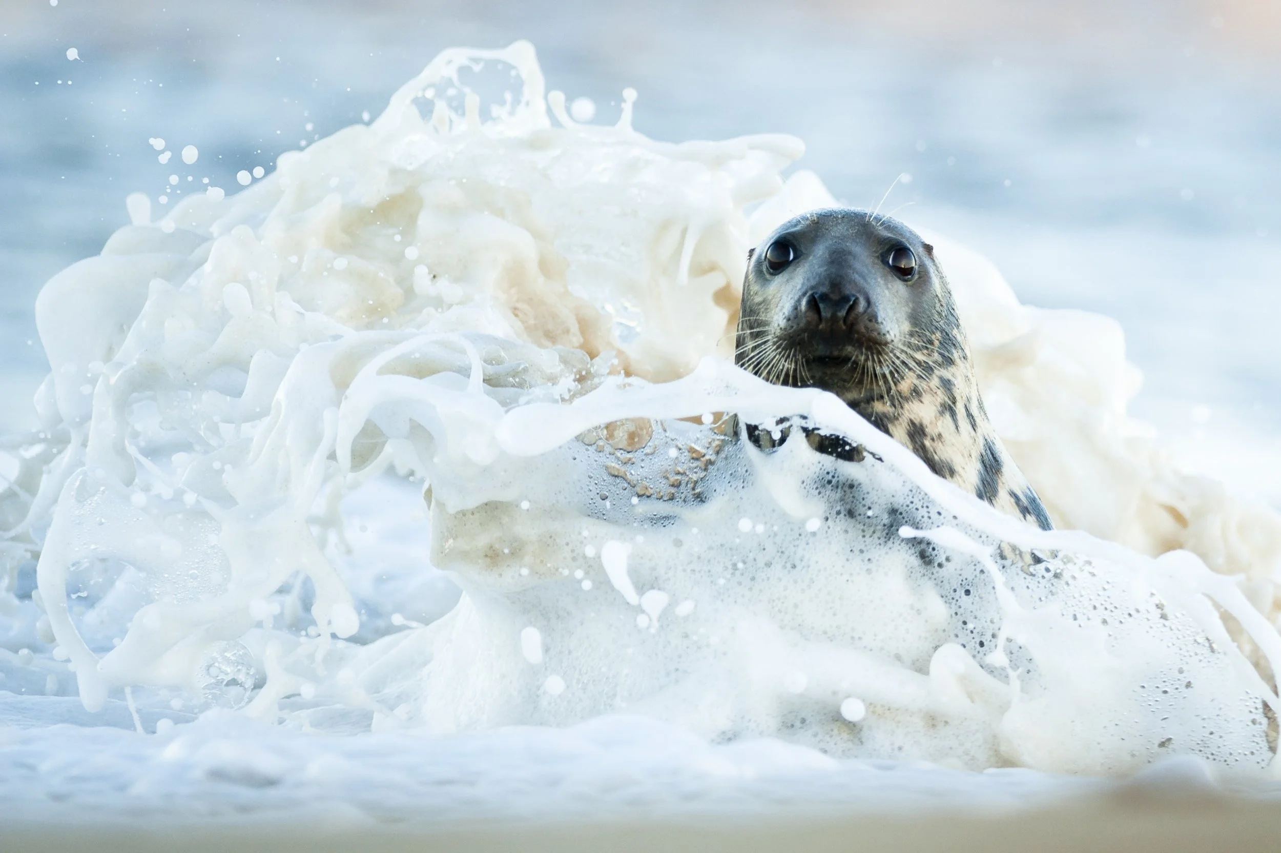 Tom_Mason_January 11, 2014-HorseySeals, Norfolk-DSC_0853.jpg
