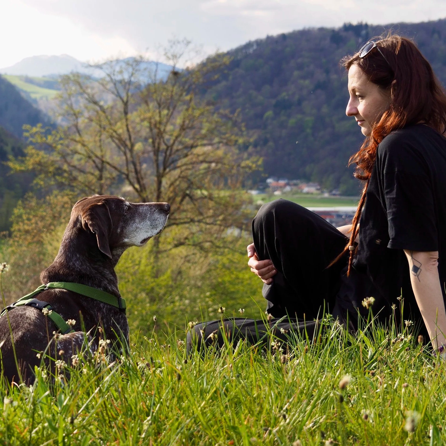 Ko pes izgubi občutek varnosti