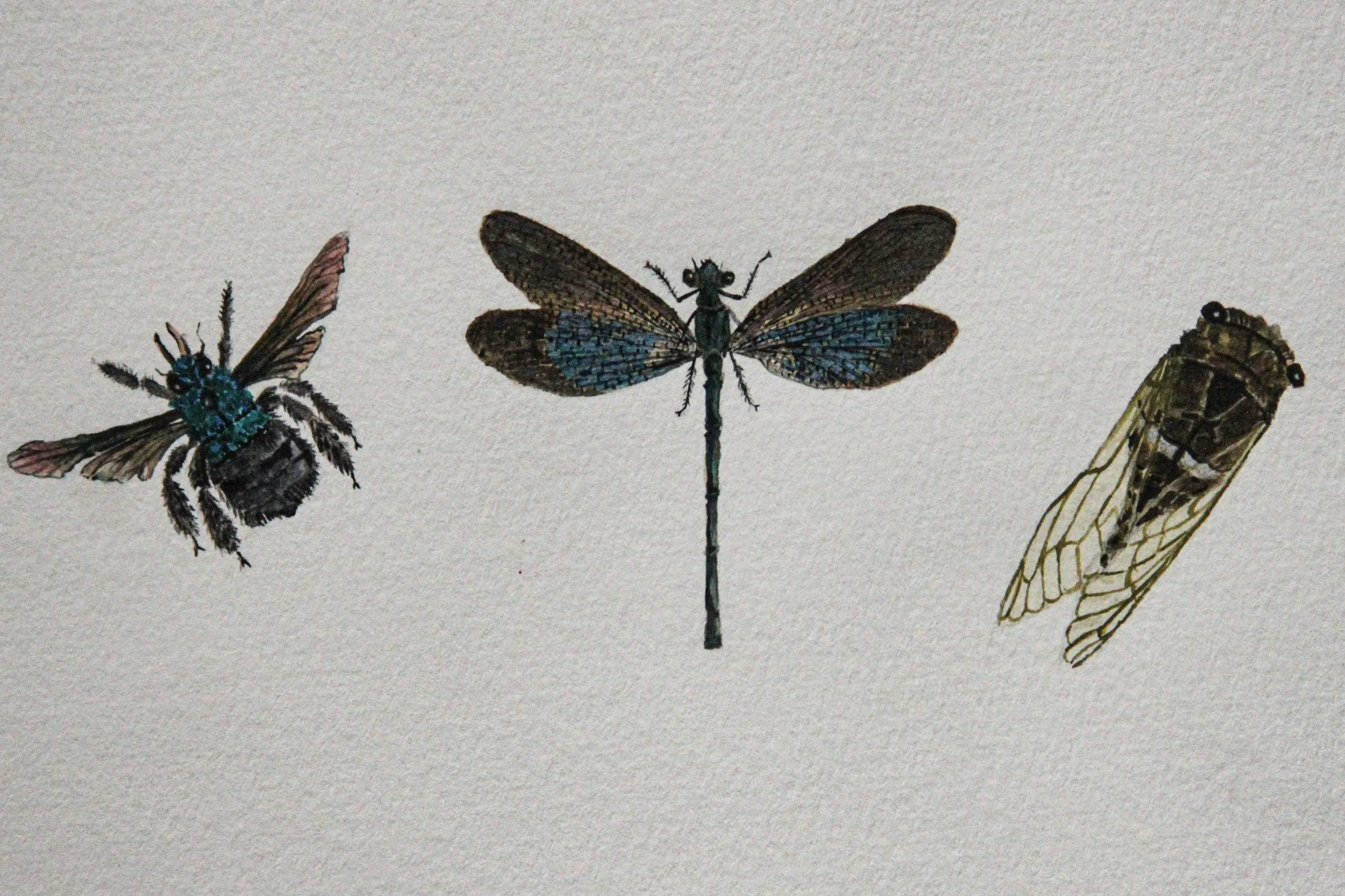 Trio
Watercolor 
5" x 7"