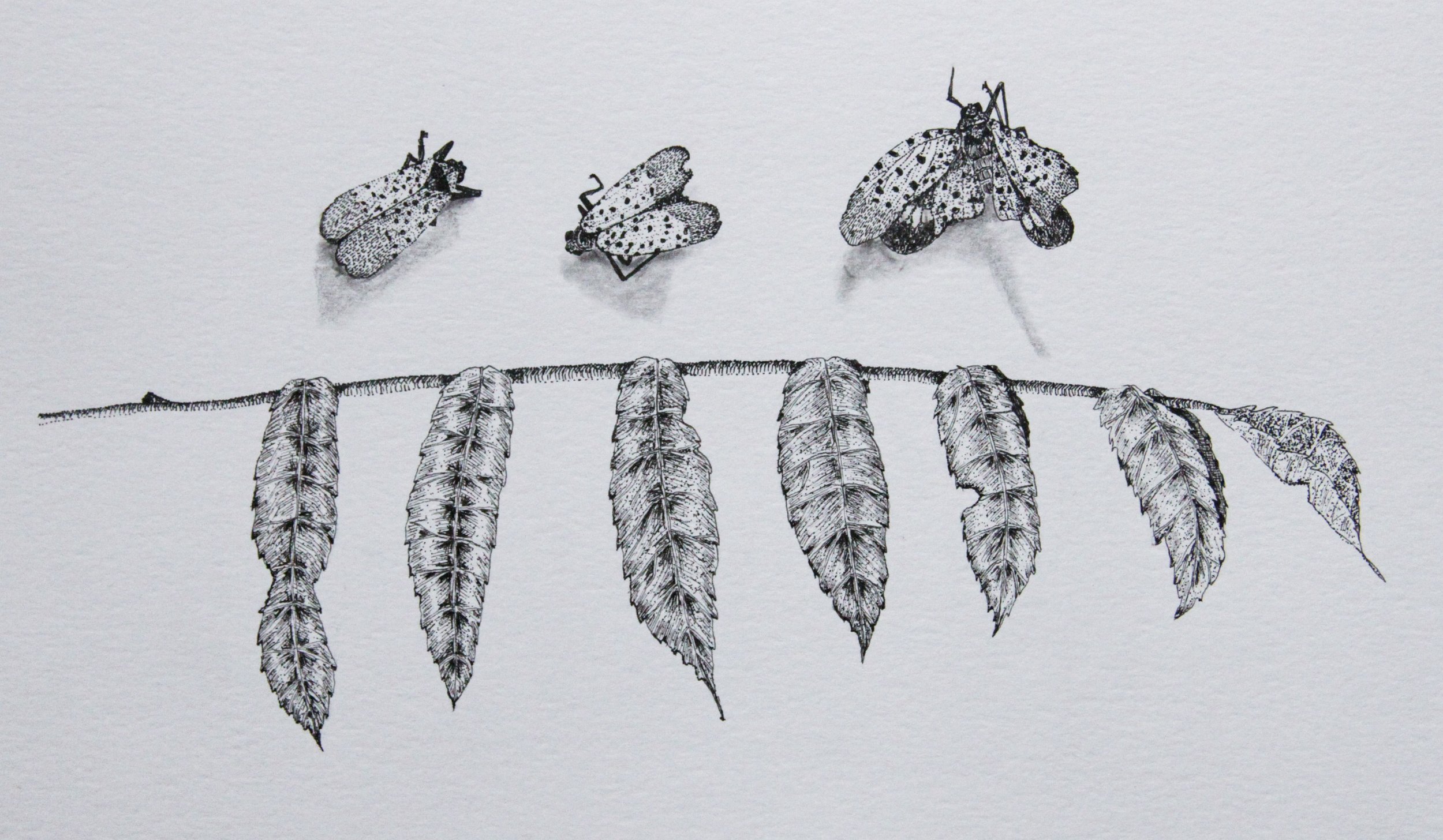 Lantern Flies
Pen & Ink on Bristol Board
8" x 10"