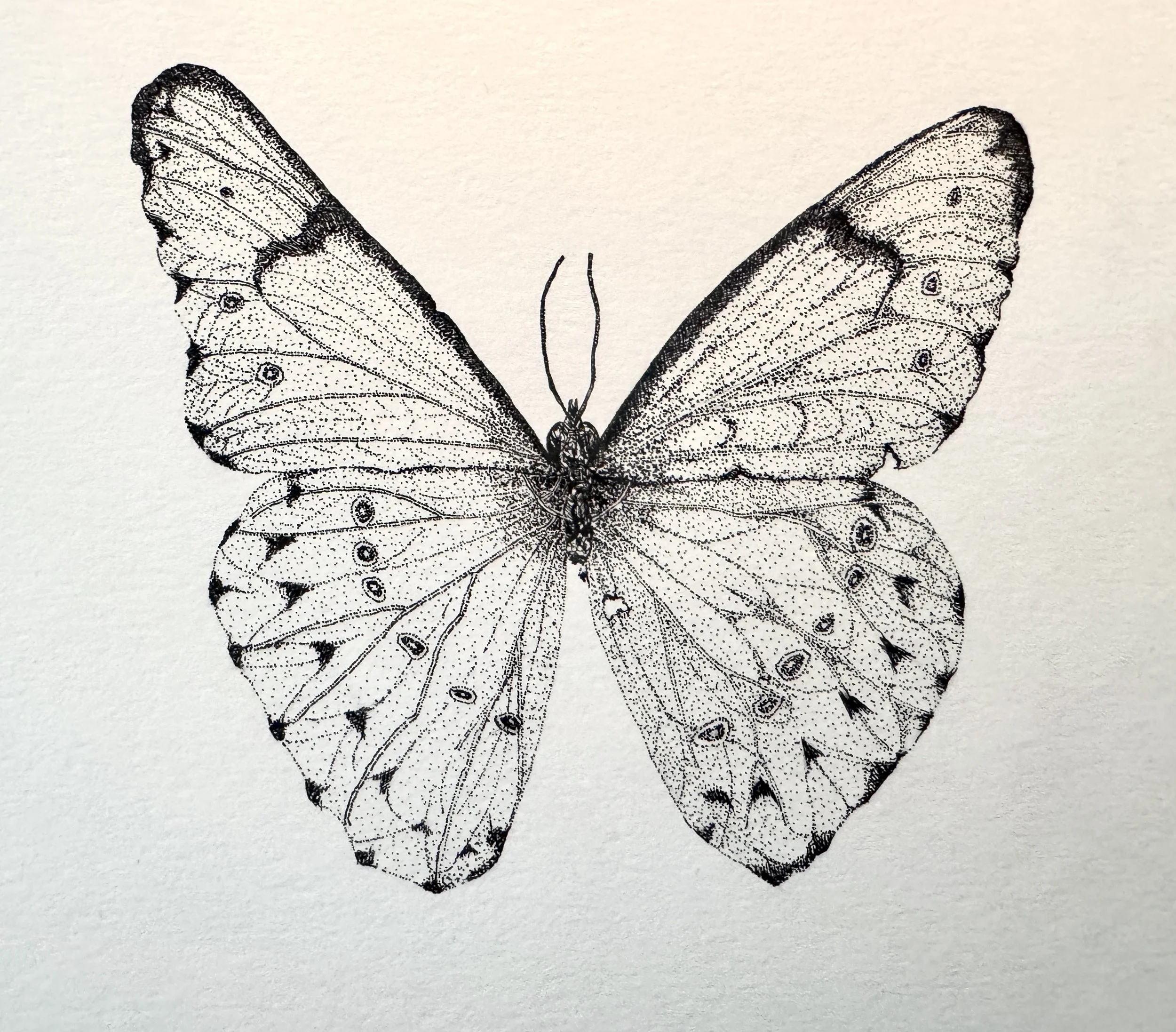 Ice Blue Butterfly
Pen & Ink of Bristol Board 
8" x 10"