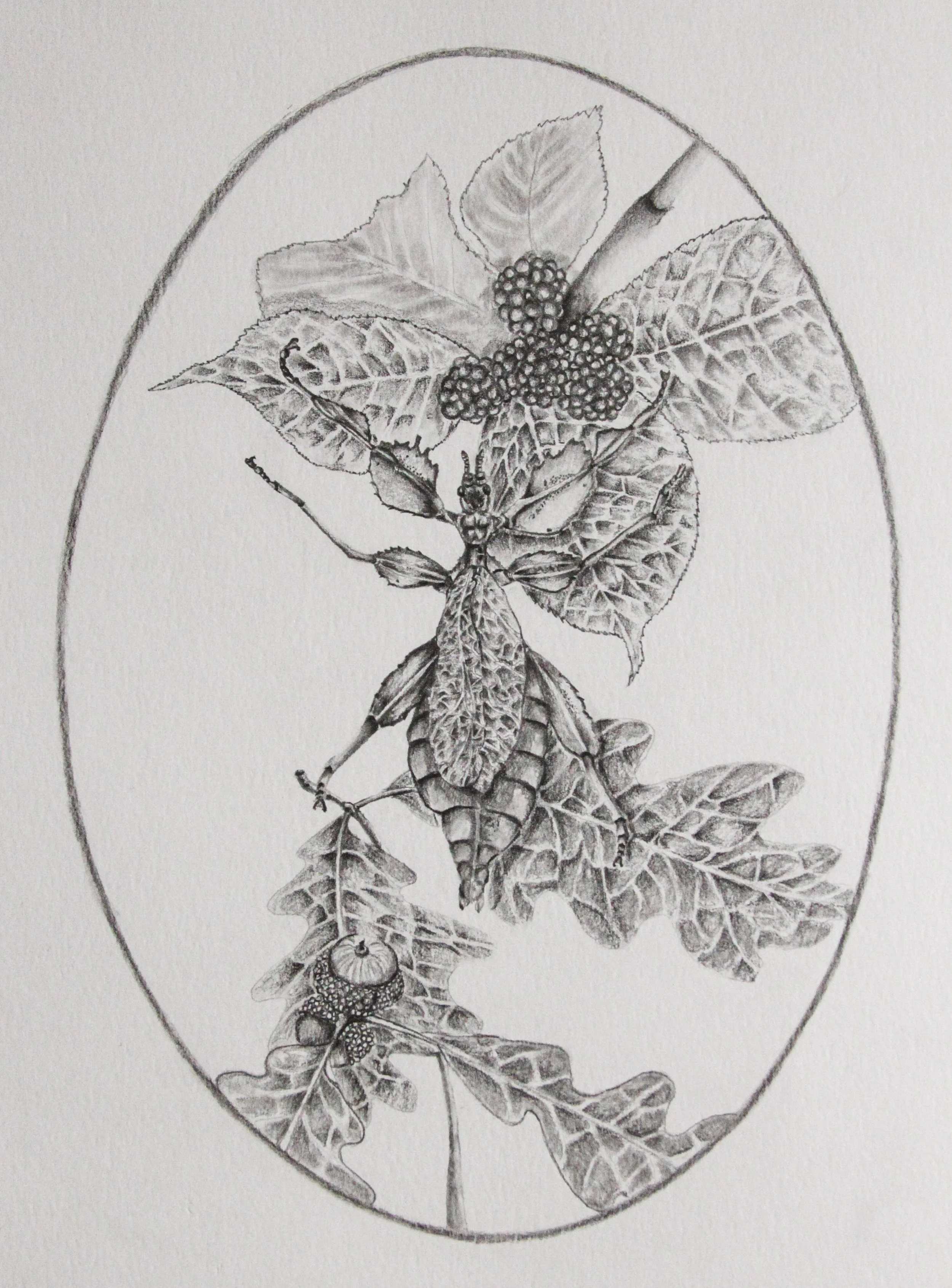 Graphite on Bristol Board
8" x 10"
