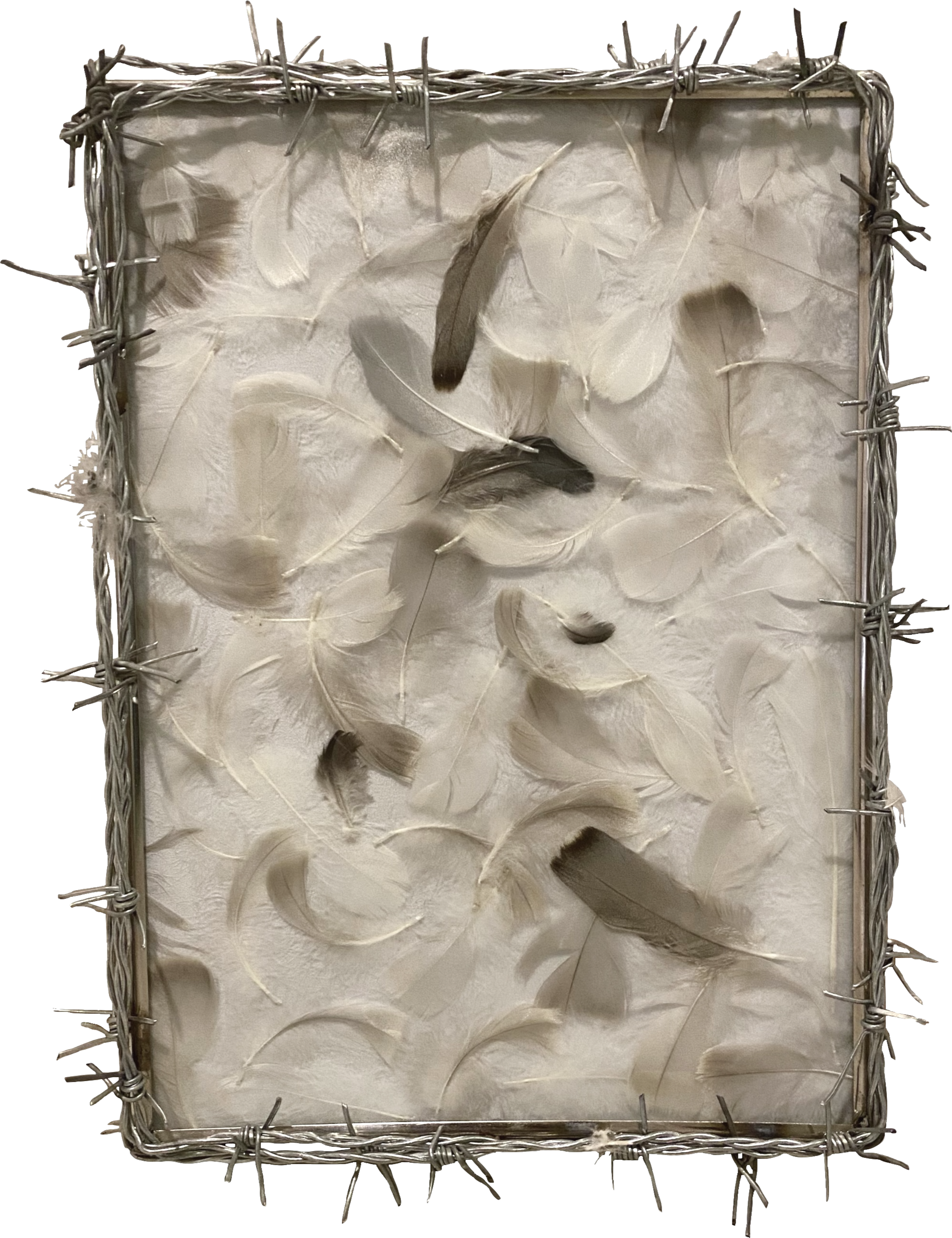 A portrait of a bird