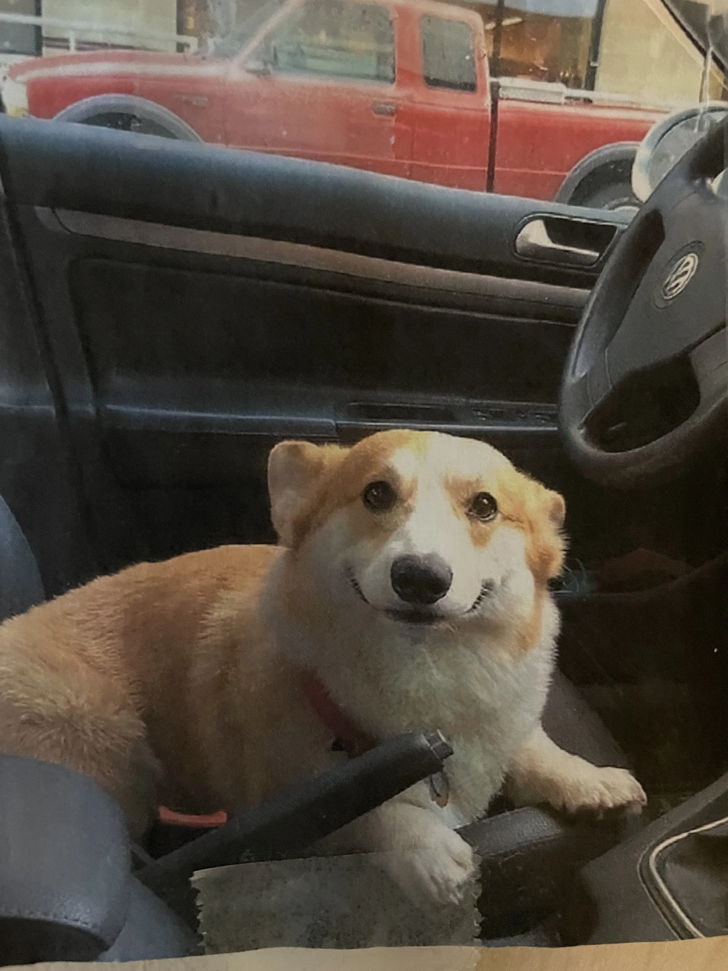 Inside a vehicle, a happy dog with a Tan and white coat, possibly a Siberian Husky or similar breed, is sitting on the seat looking up. Outside the window, there is a red pickup truck parked.