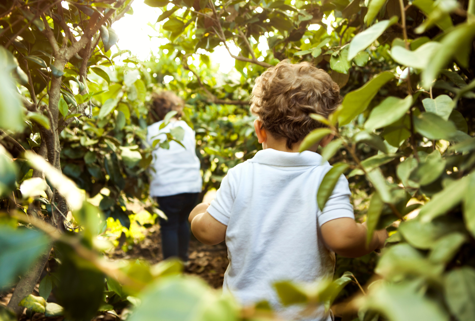 To unge barn går gjennom en tett, grønn busk, sannsynligvis under en fruktavling, på en solrik dag.