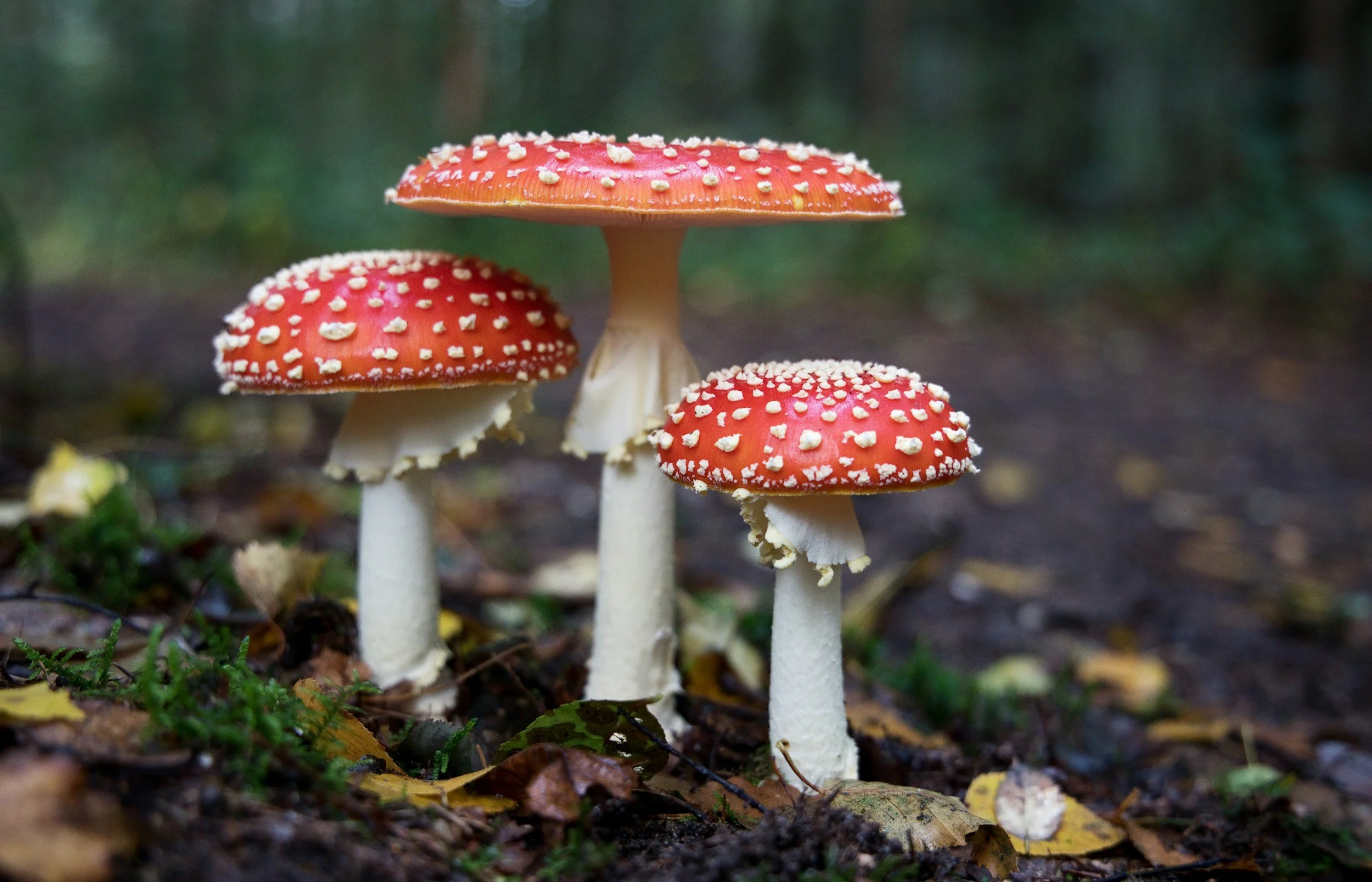 Mushroom Foraging & Identification Walk