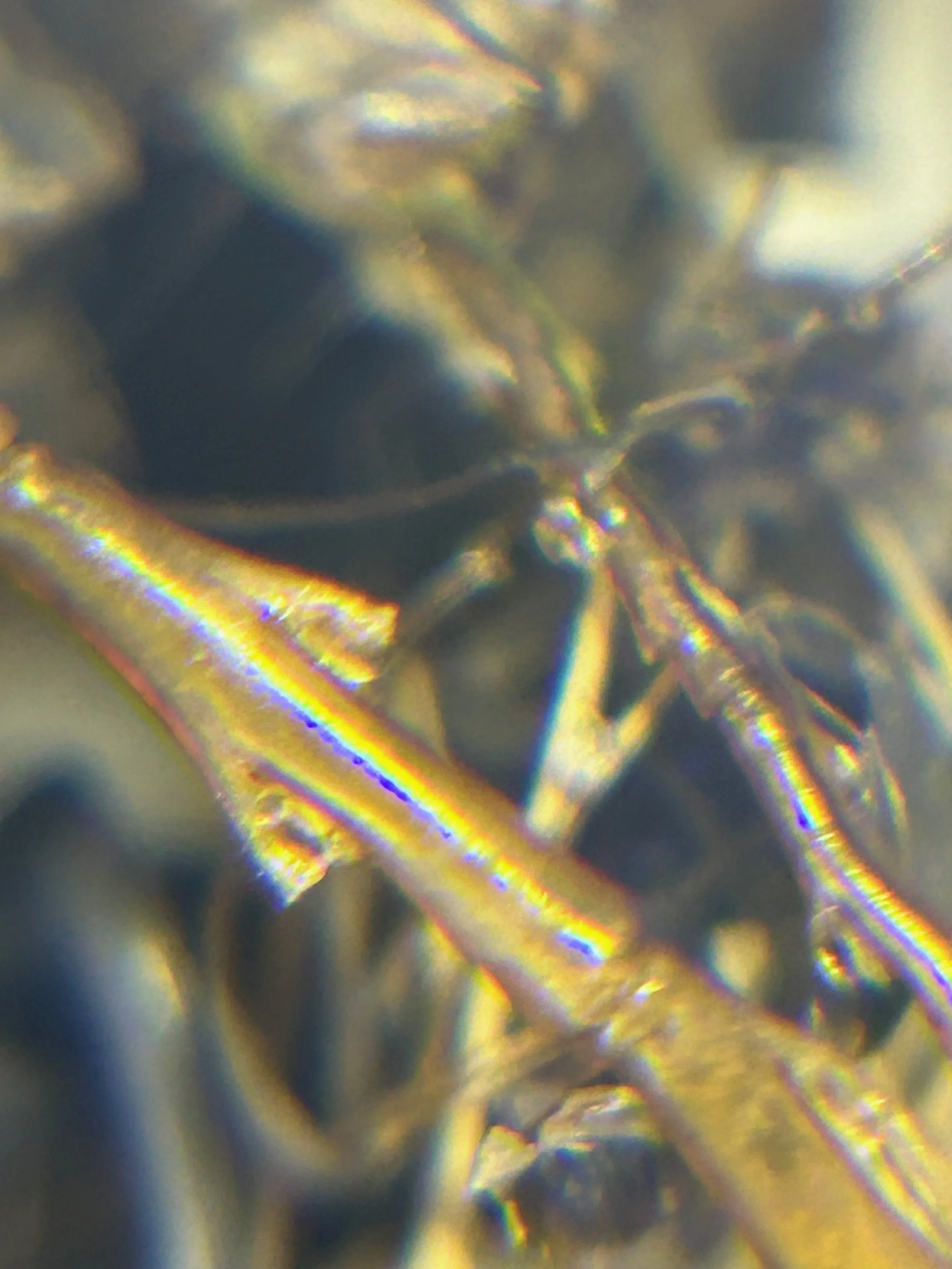 Sea gathering micro shot no1.jpeg
