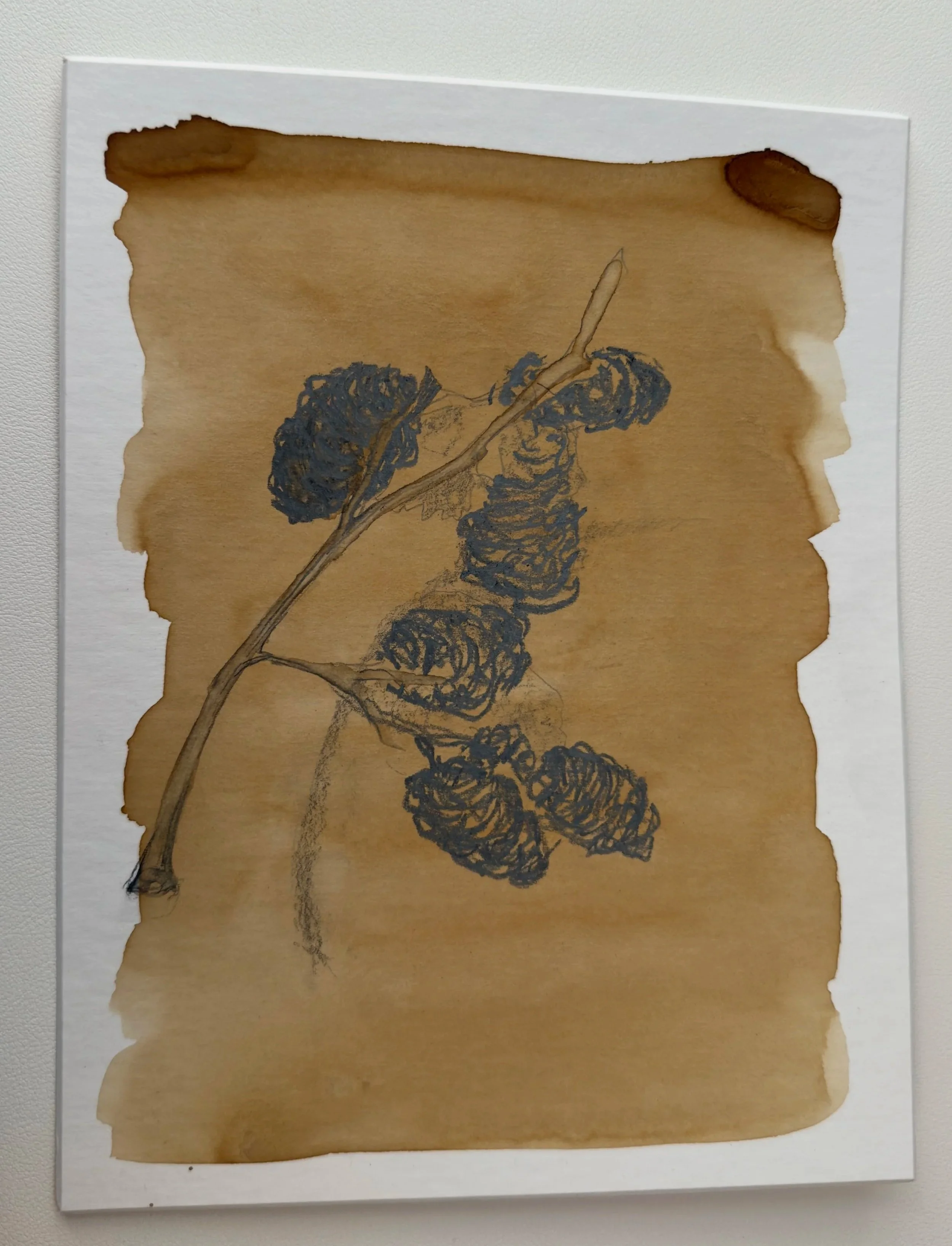 DT_2026_Alders_seeds_graphite_1.jpg