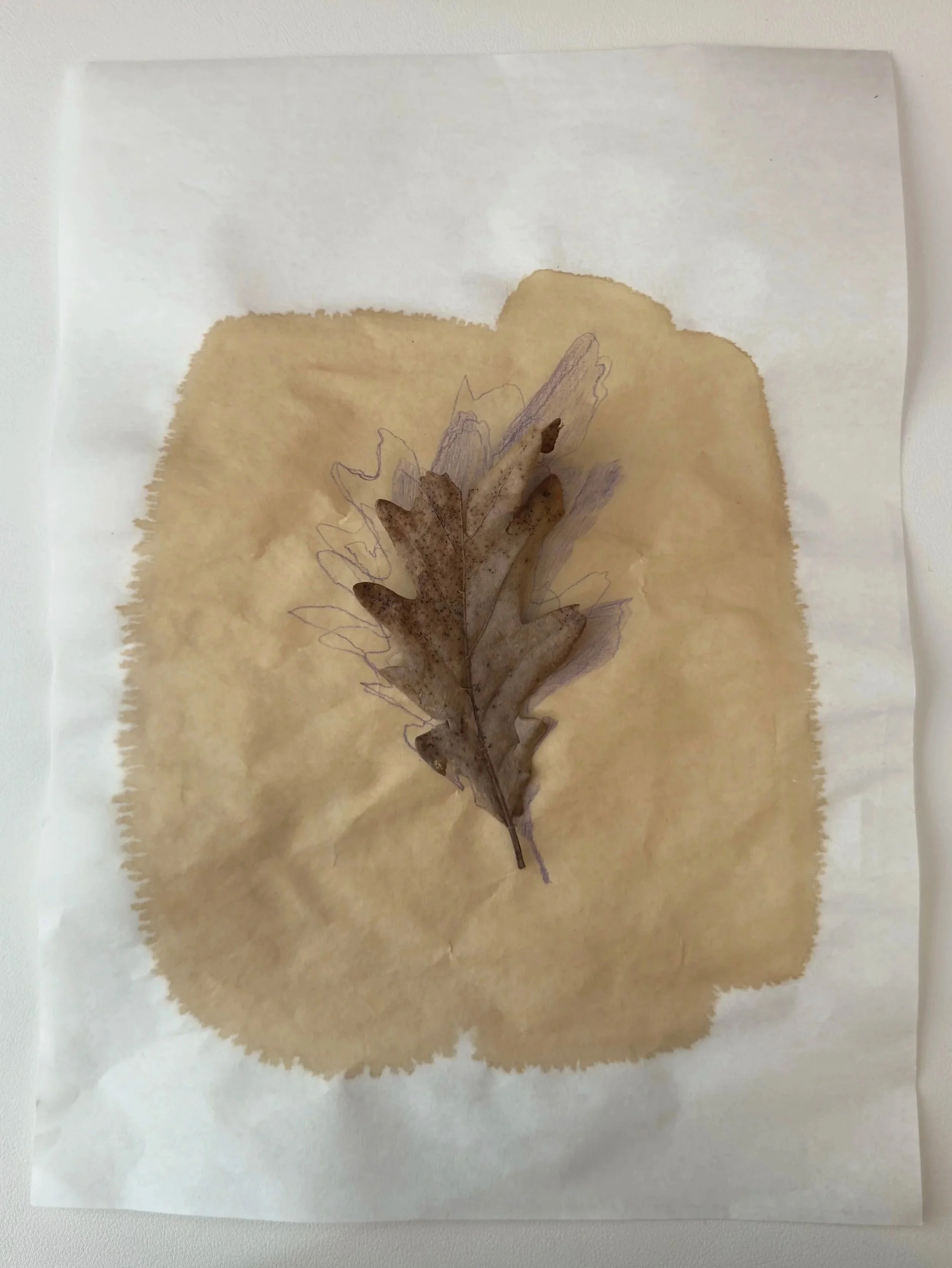 DT_2026_Oak_Leaf_shadows_2.jpg